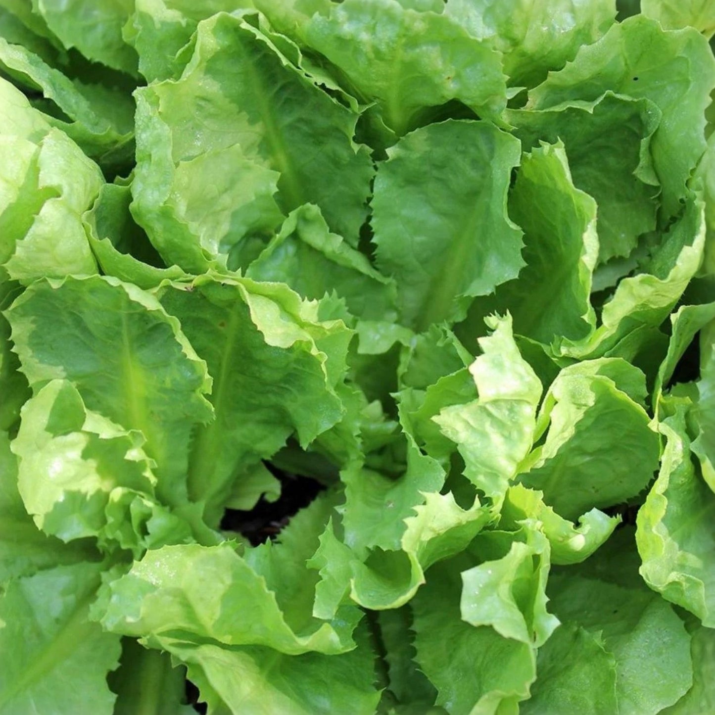 Endive Seeds 500 Count Heirloom Broadleaf Batavian Non-GMO Cichorium endivia Vegetable Seeds