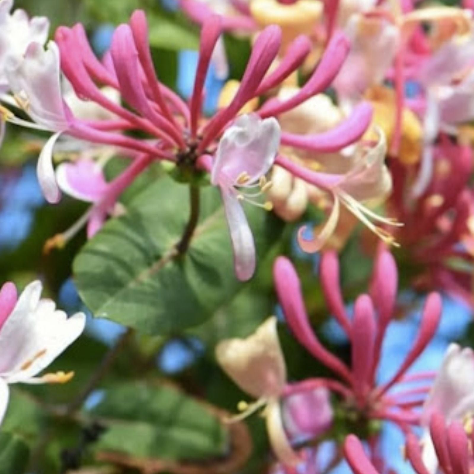 Pink Honeysuckle Seeds 20 Pack | Flowering Climbing Vine, Lonicera hispidula, Pink Fragrant Blooms