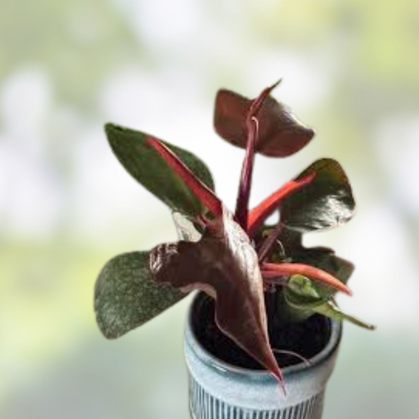 Rare Philodendron Red Heart Plant - 3” Live Tropical Houseplant - Philodendron erubescens - Unique Heart-Shaped Foliage