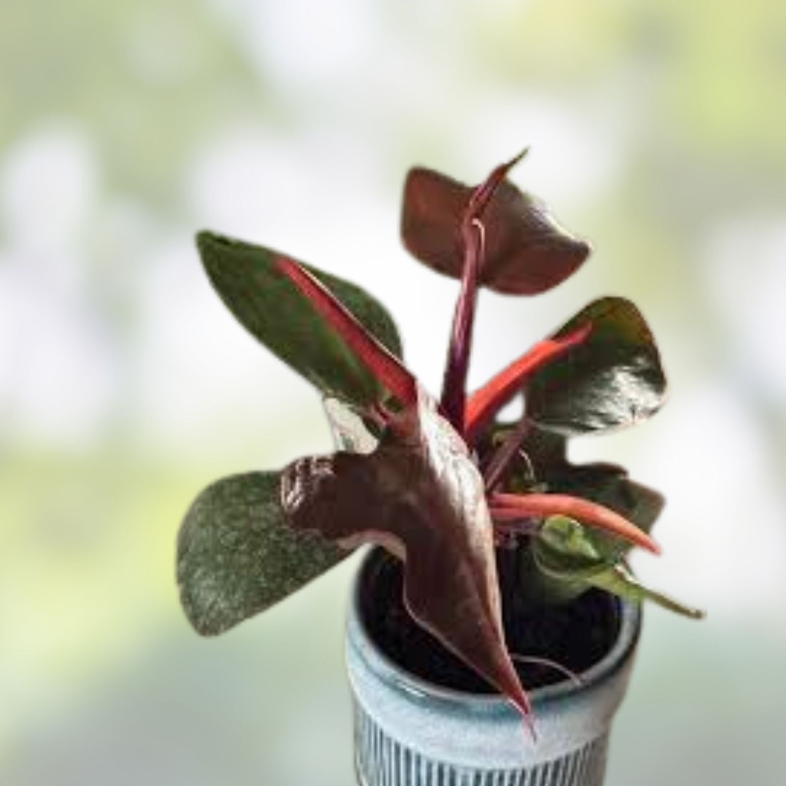 Rare Philodendron Red Heart Plant - 3” Live Tropical Houseplant - Philodendron erubescens - Unique Heart-Shaped Foliage