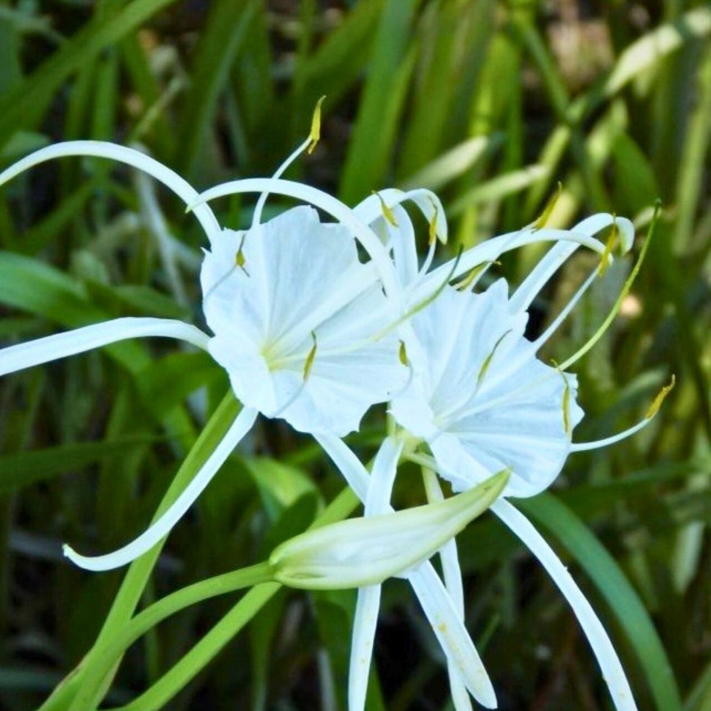 Live Spider Lily Plants - 10-12" Rare Wild South Alabama Native - Hymenocallis spp.