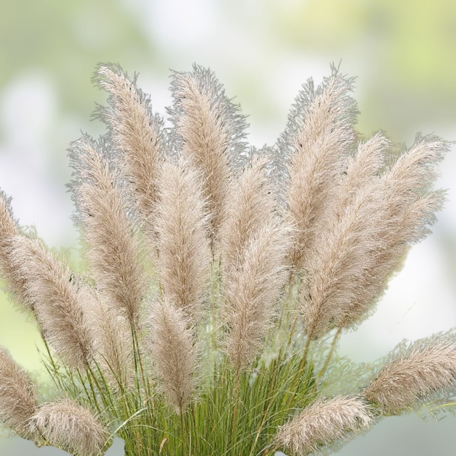 Miscanthus Japanese Silvergrass Seeds - 30 Organic Seeds - Ornamental Grass - Miscanthus sinensis - USA Grown, Free Shipping