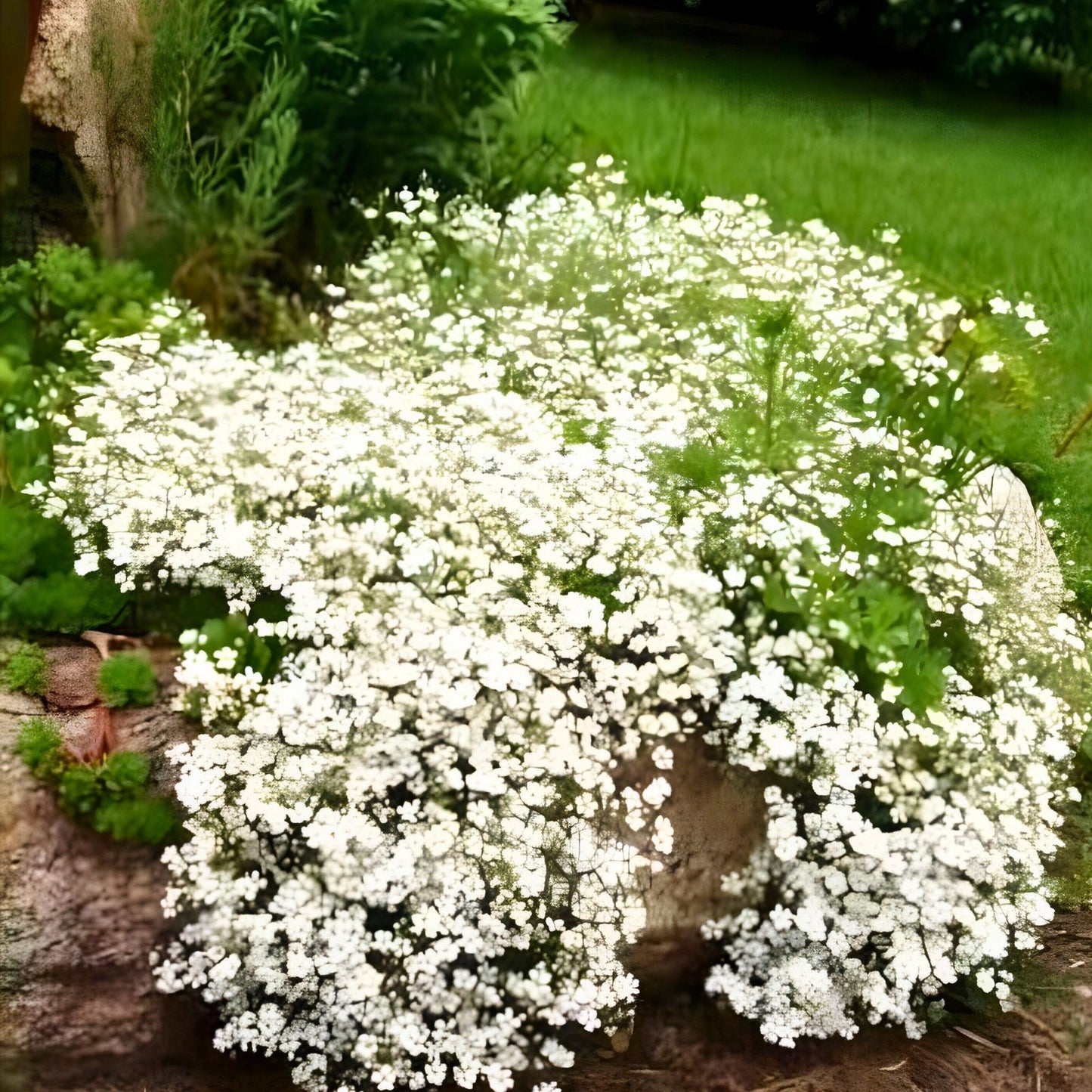 Japanese White Lilac Bonsai Seeds 30 Pack Syringa reticulata Flowering Tree Indoor Plant Easy to Grow