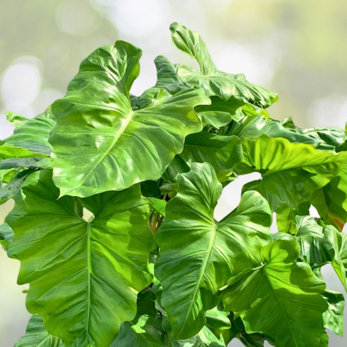 Philodendron Giganteum Plant in 14" Pot - Large Indoor Houseplant for Home Decor - Philodendron sp.
