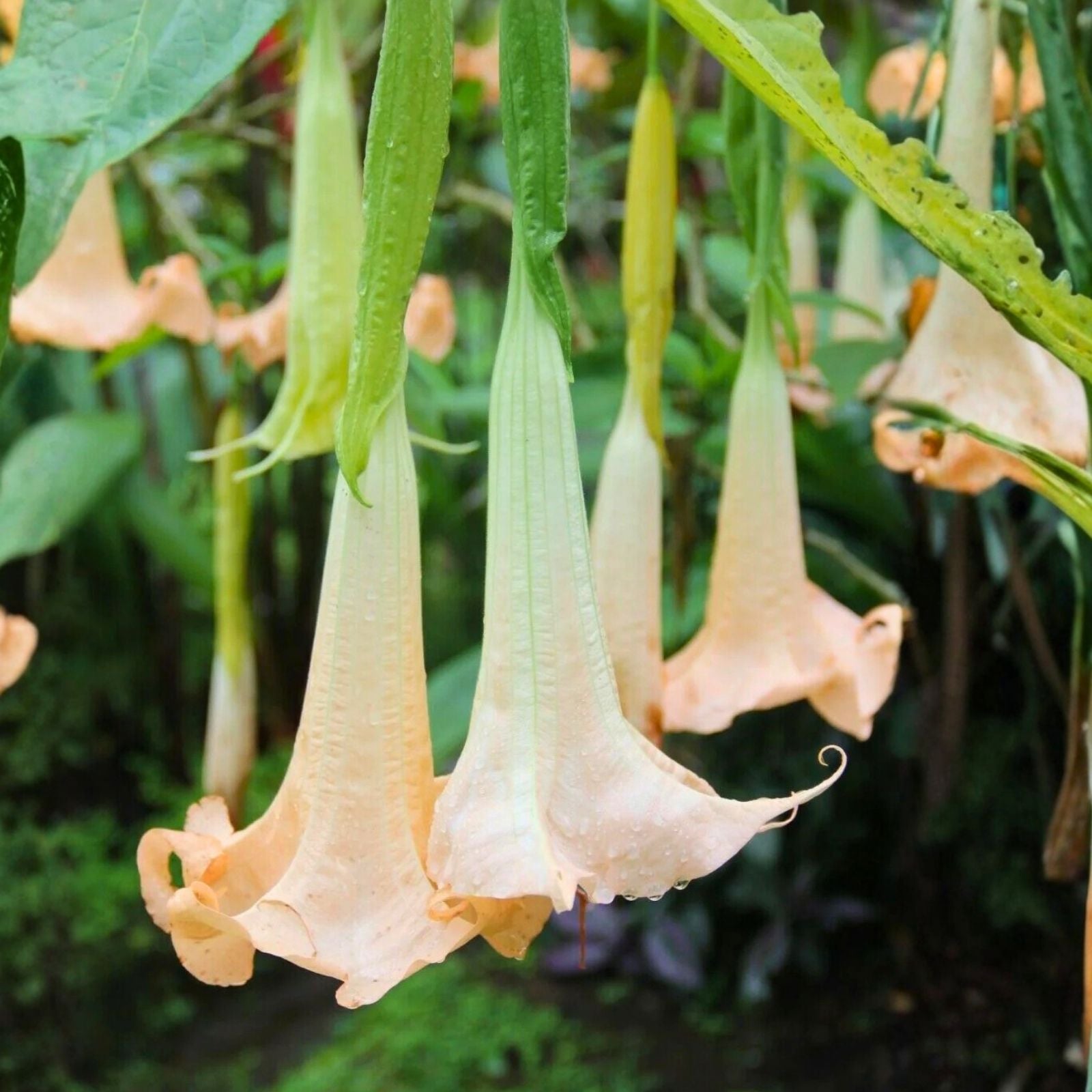 Brugmansia Arborea Seeds 10 Pack White Flower Angel's Trumpet Tropical Perennial Plant Seeds