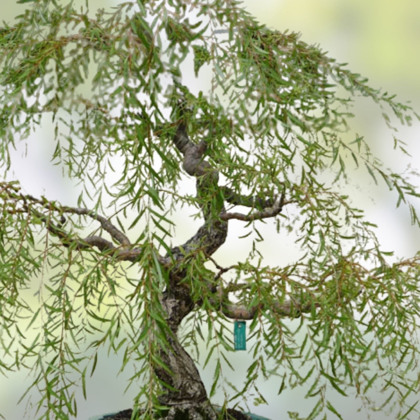 Bonsai Tree Cutting - Australian Willow, Thick Trunk, Fast Growing, Salix elegans, Live Plant, Indoor Garden Accessory