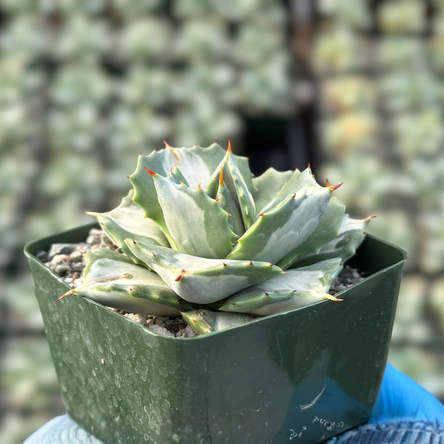 Variegated Agave Succulent 4" Pot | Agave isthmensis 'Hoji Raijin' | Rare Compact Variegation, Unique Coloration