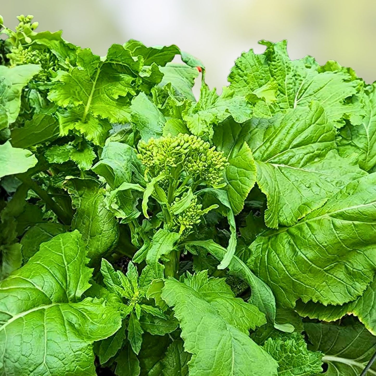 Heirloom Broccoli Raab Seeds 100 Count - Non-GMO Rapini Vegetable Seeds - Brassica rapa