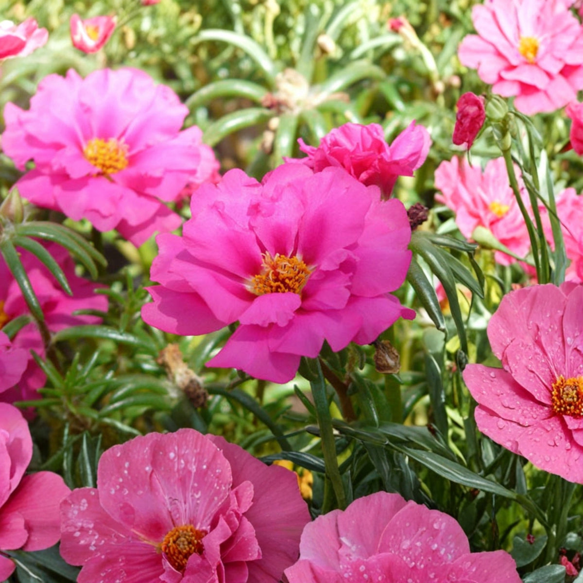 Moss Rose Plant - Live Succulent with Pink Blooms - Portulaca Grandiflora - Low-Maintenance Groundcover for Sunny Spots