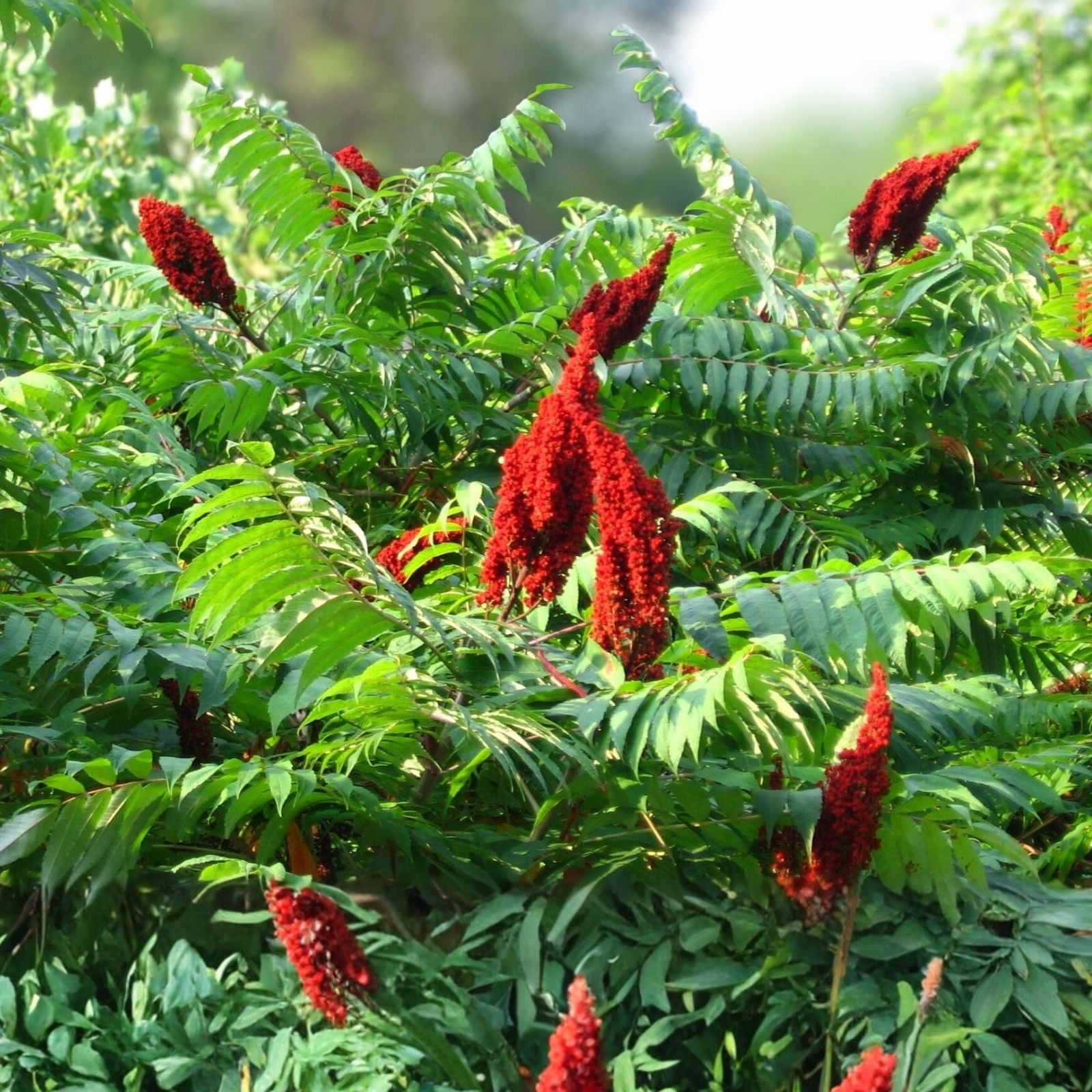Smooth Sumac Shrub Set of 2 - Edible Berries, Vibrant Fall Color, Bare Root, Rhus glabra, 12+ Inches