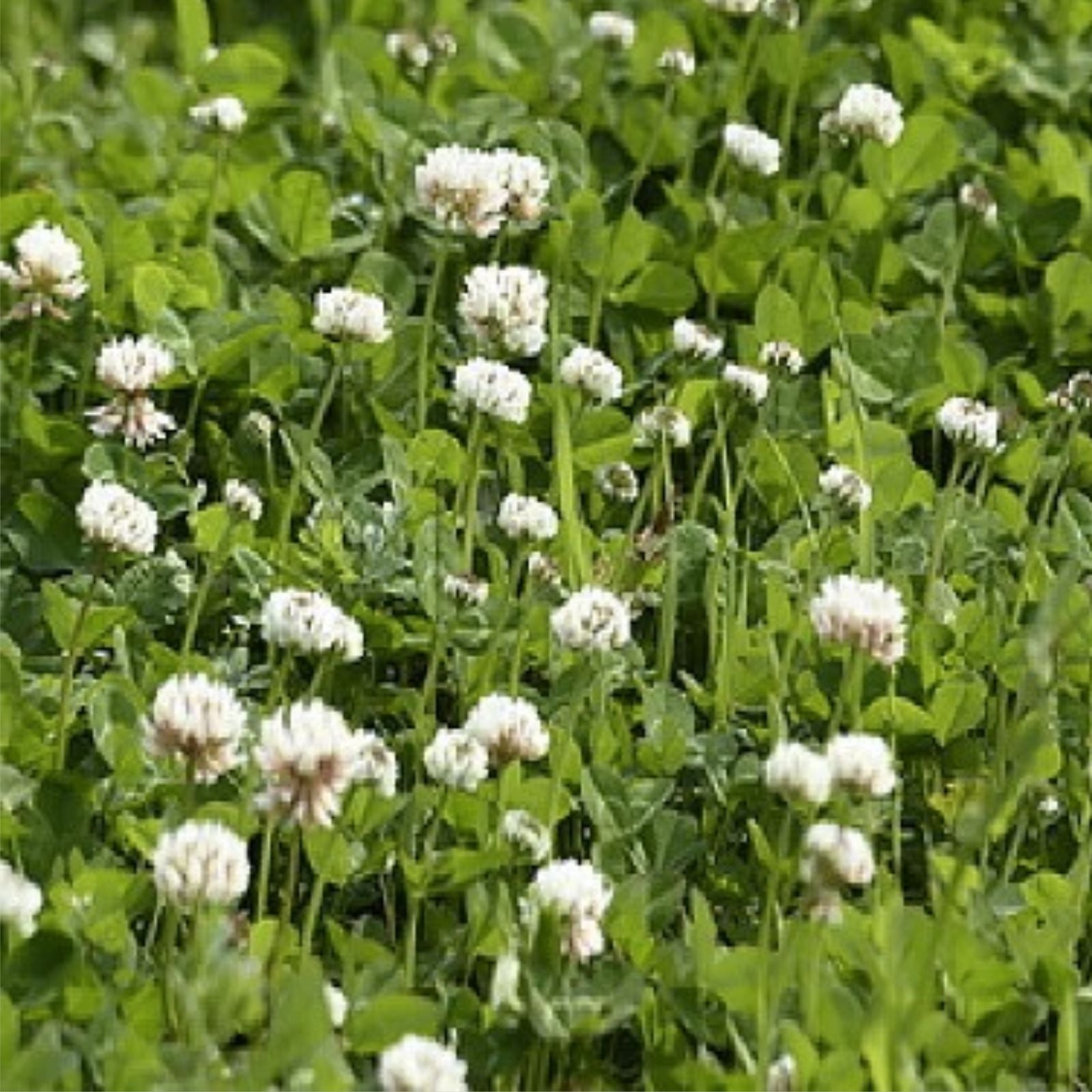 Dutch White Clover Seed 5 Lbs – Food Plot, Cover Crop, Pasture – Trifolium repens