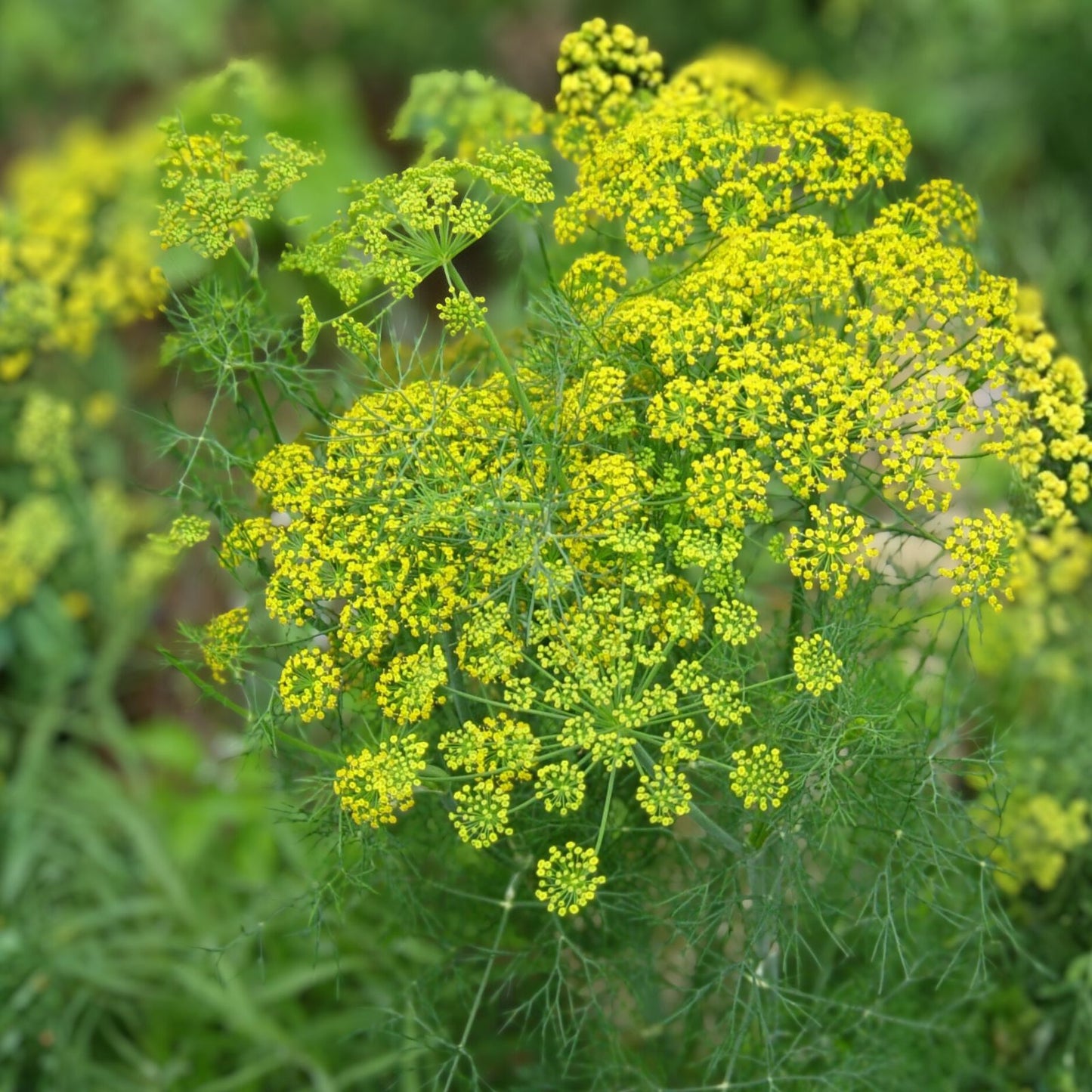 Dill Seeds Heirloom Bouquet Non-GMO 50+ Seeds for Fresh or Dried Herb Anethum graveolens