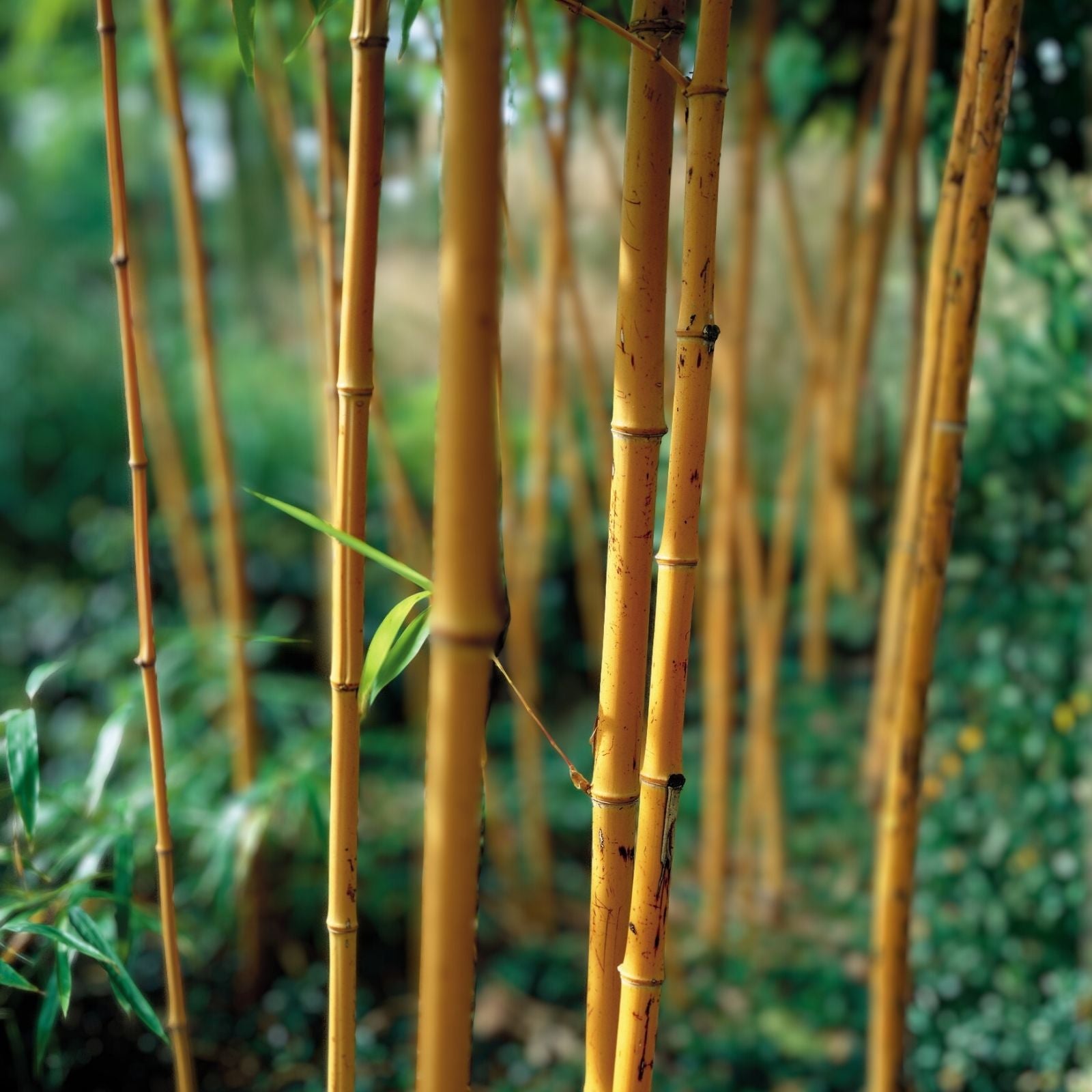 Yellow Groove Bamboo Rhizome Cuttings 3ct, Phyllostachys aureosulcata, Hardy Zone 5 Garden Plants, Bamboo Starter Clumps