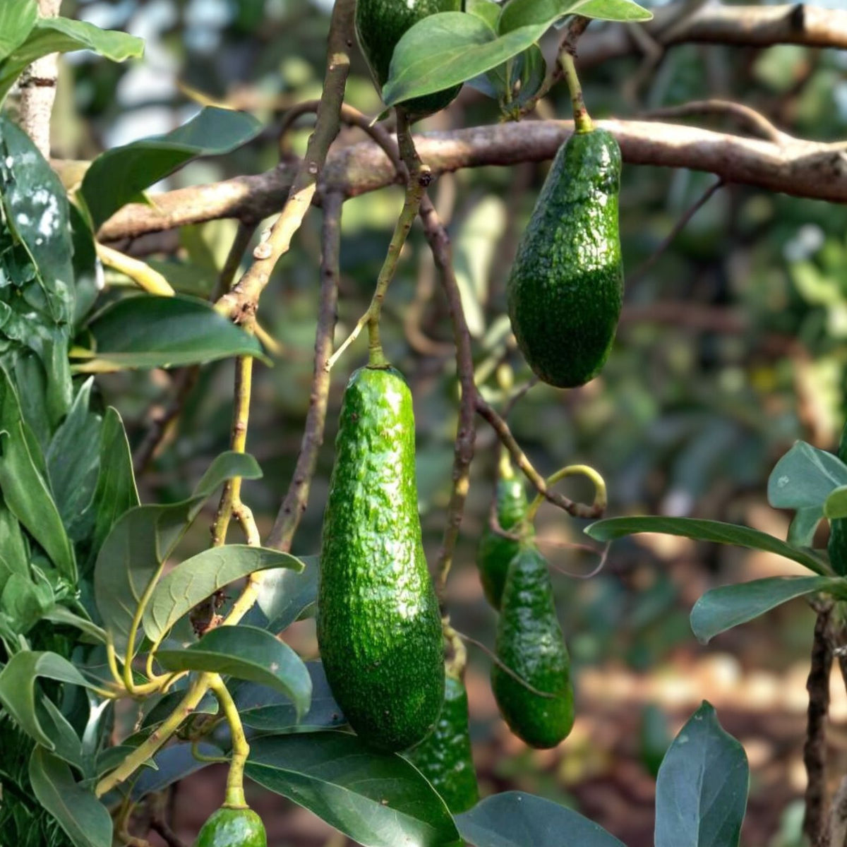 Grafted Russell Avocado Tree 3 Gallon - Healthy Indoor/Outdoor Plant - Persea americana
