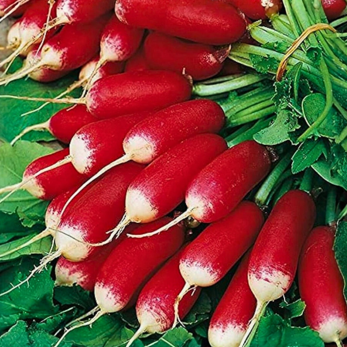Cantaloupe Seeds 500 Count Hales Best Jumbo Heirloom Non-GMO Melon Seeds Cucumis melo
