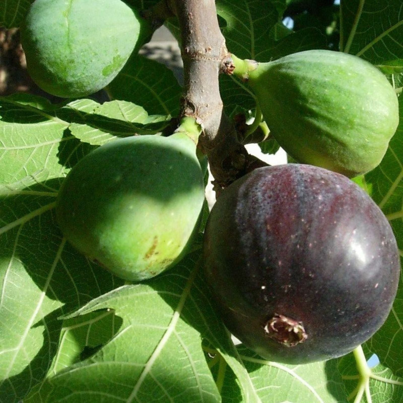 Fig Tree Cuttings 6 pcs Vasilika Black Hardy Ficus carica Easy to Grow Fruit Tree