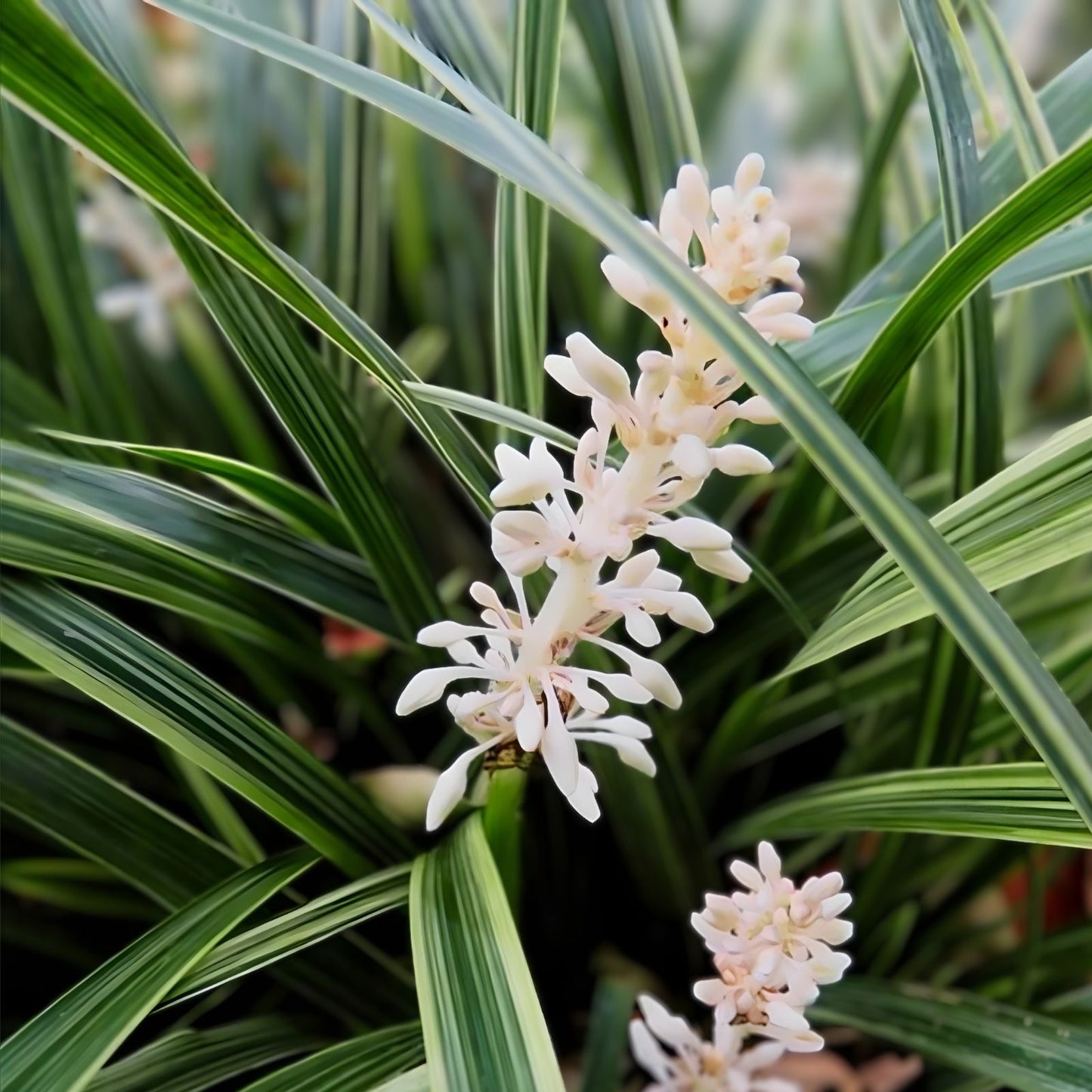Rabbit Ear Plant Seeds 30+ | Unique Foliage | Ophiopogon japonicus | Ornamental Ground Cover Seeds