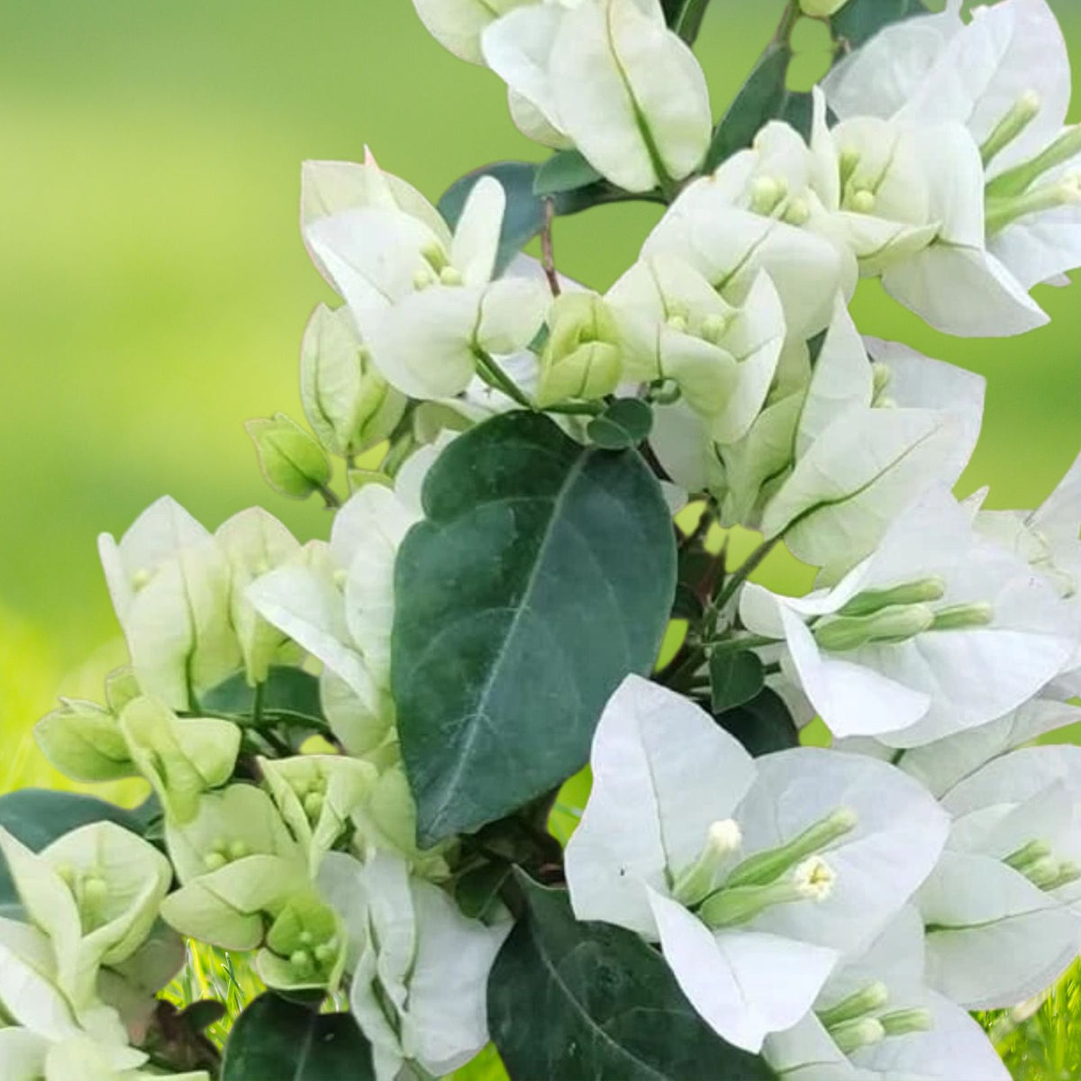 White-Bougainvillea-Plant-4-Inch-Pot-5-to-10-Inch-Tall-Bougainvillea-glabra