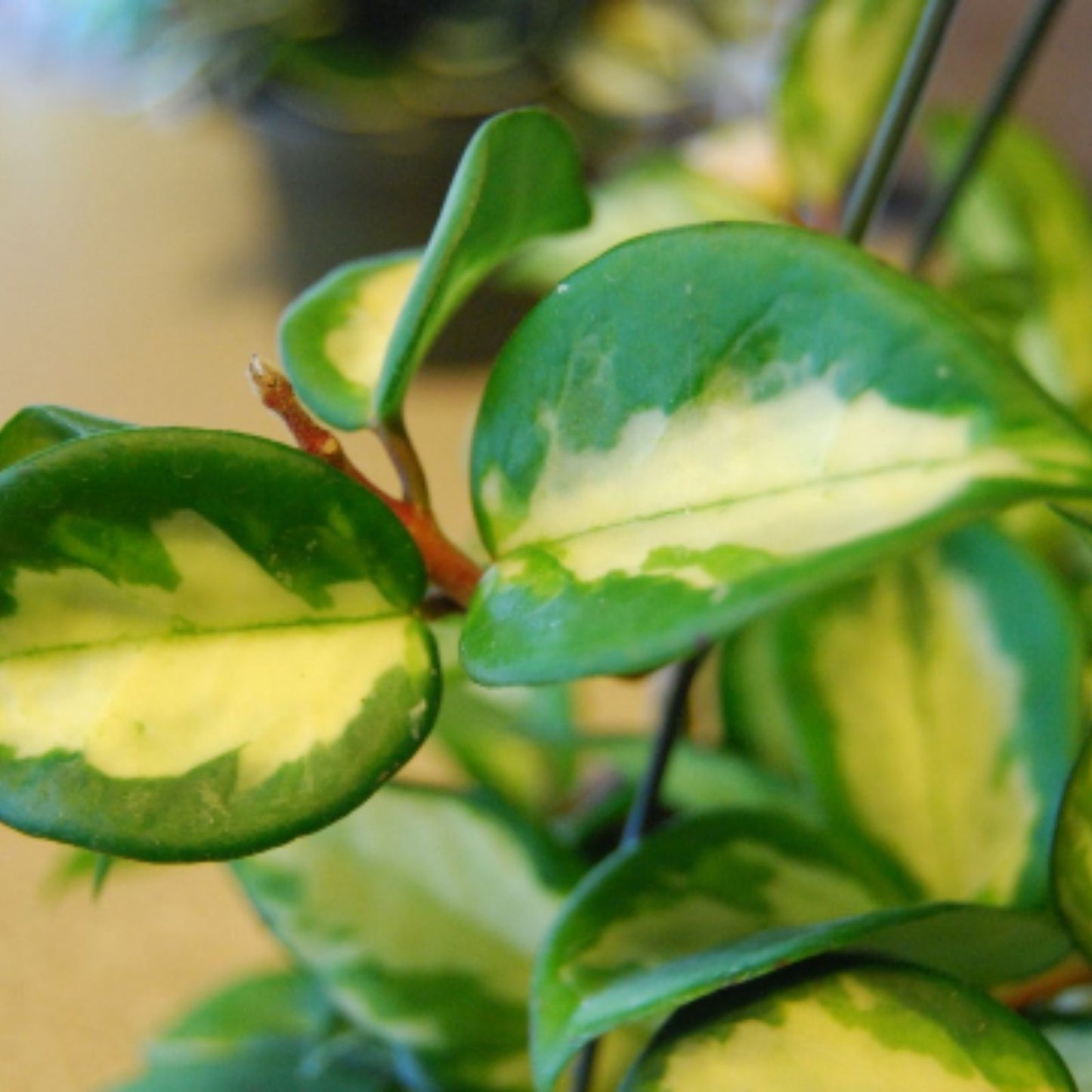Hoya Carnosa Wax Plant Rooted Start Variegated Cream & Green Leaves Rubra Variety Indoor Plant