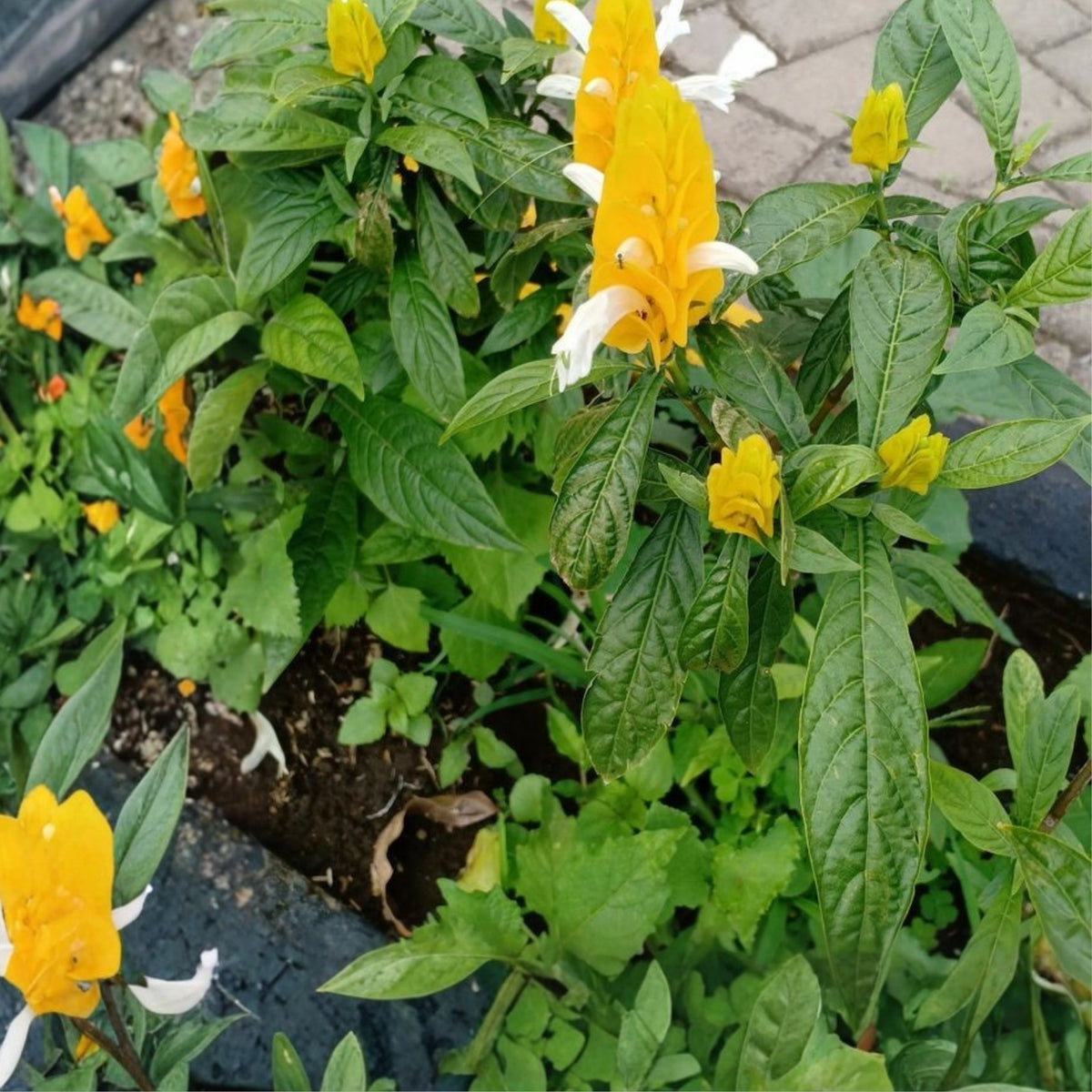 Golden Yellow Shrimp Plant 4in Pot - Pachystachys lutea - Tropical Houseplant with Bright Blooms - Easy Care & Pollinator-Friendly