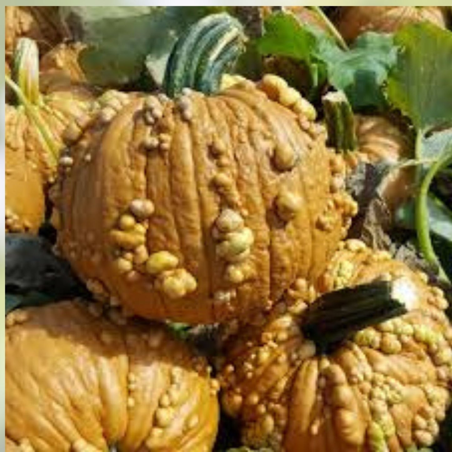 Grizzly Bear Warty Pumpkin Seeds 10 Pack Organic USA Heirloom Variety Non-GMO Gardening Seed