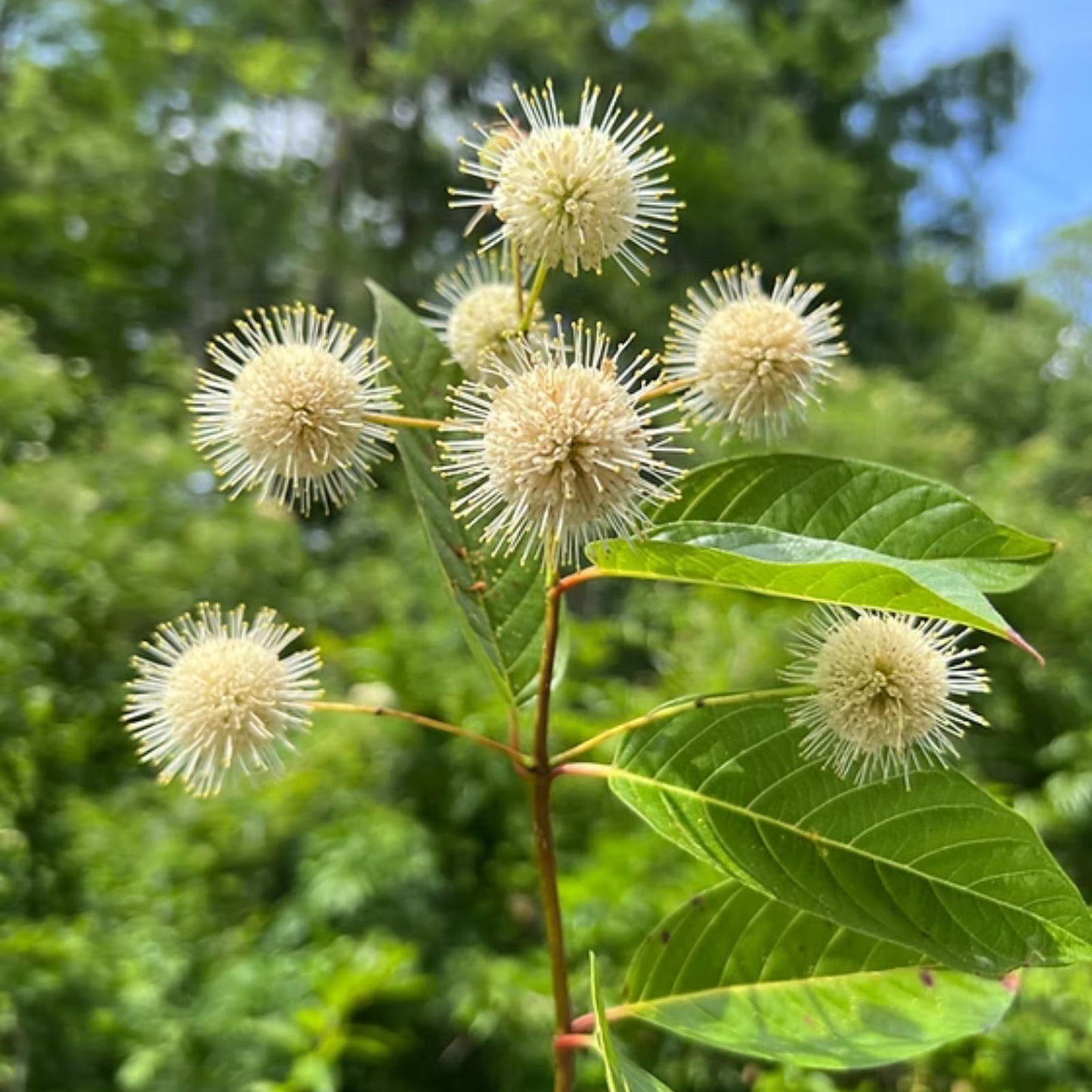 Buttonbush Seeds 100 Count – Native Wetland Plant, Cephalanthus occidentalis, Pollinator Friendly Perennial for Planting