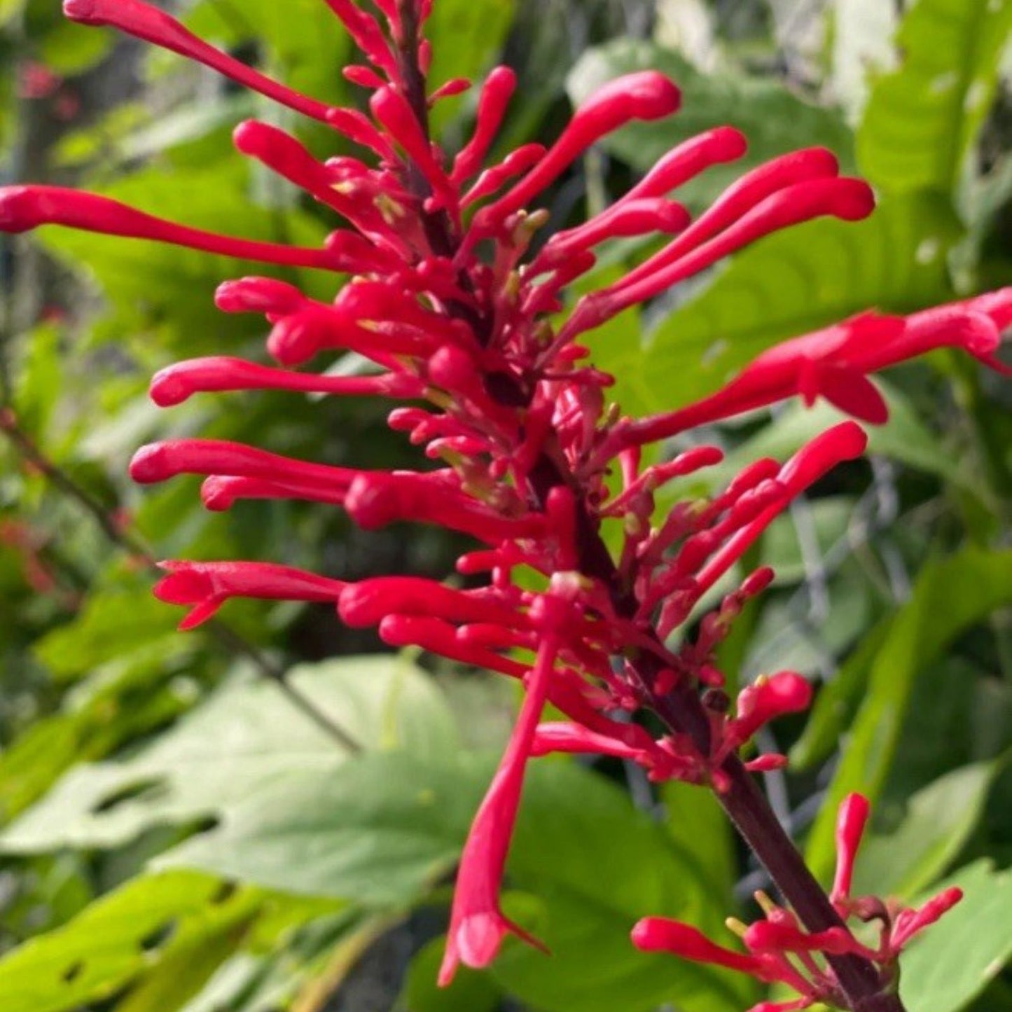 Red Firespike Cuttings 6 Organic Plant Gift for Butterfly Hummingbird Garden Odontonema callistachyum