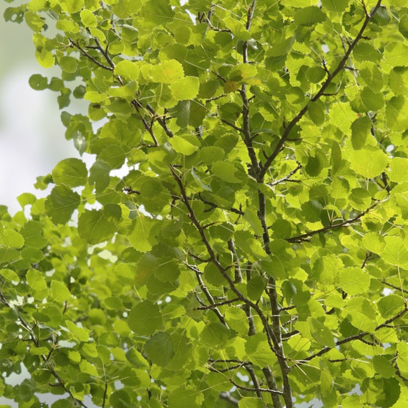 Hybrid Poplar Trees 4 Pack - Fast Growing Privacy and Shade Trees - Populus deltoides x nigra