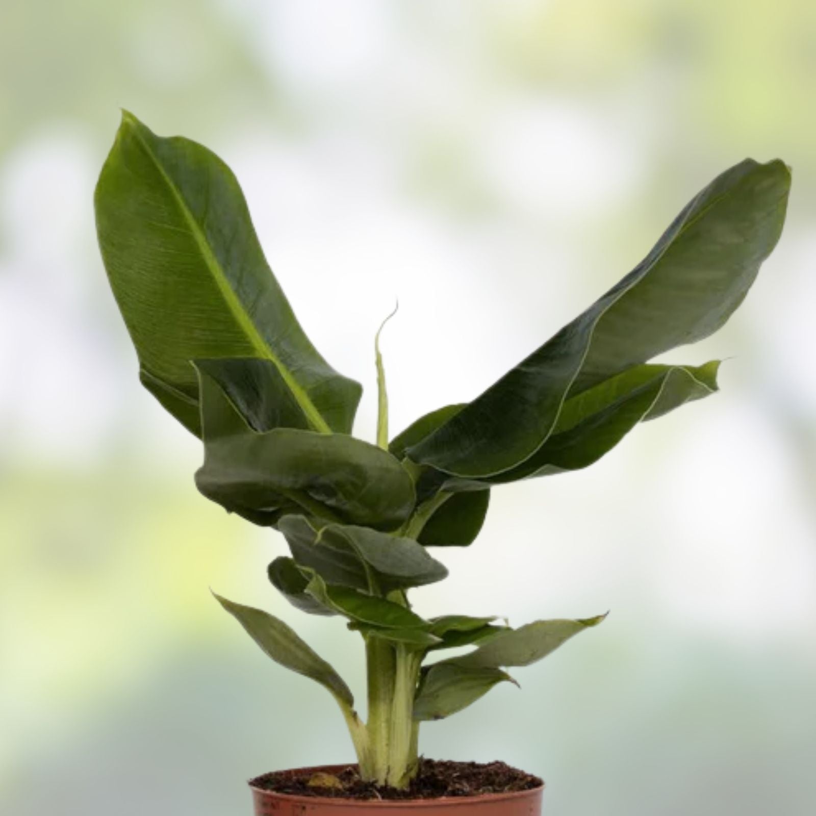 Musa Banana Tree Starter Plant - Small Rooted Bordelon Variety - Tropical Houseplant for Home Garden