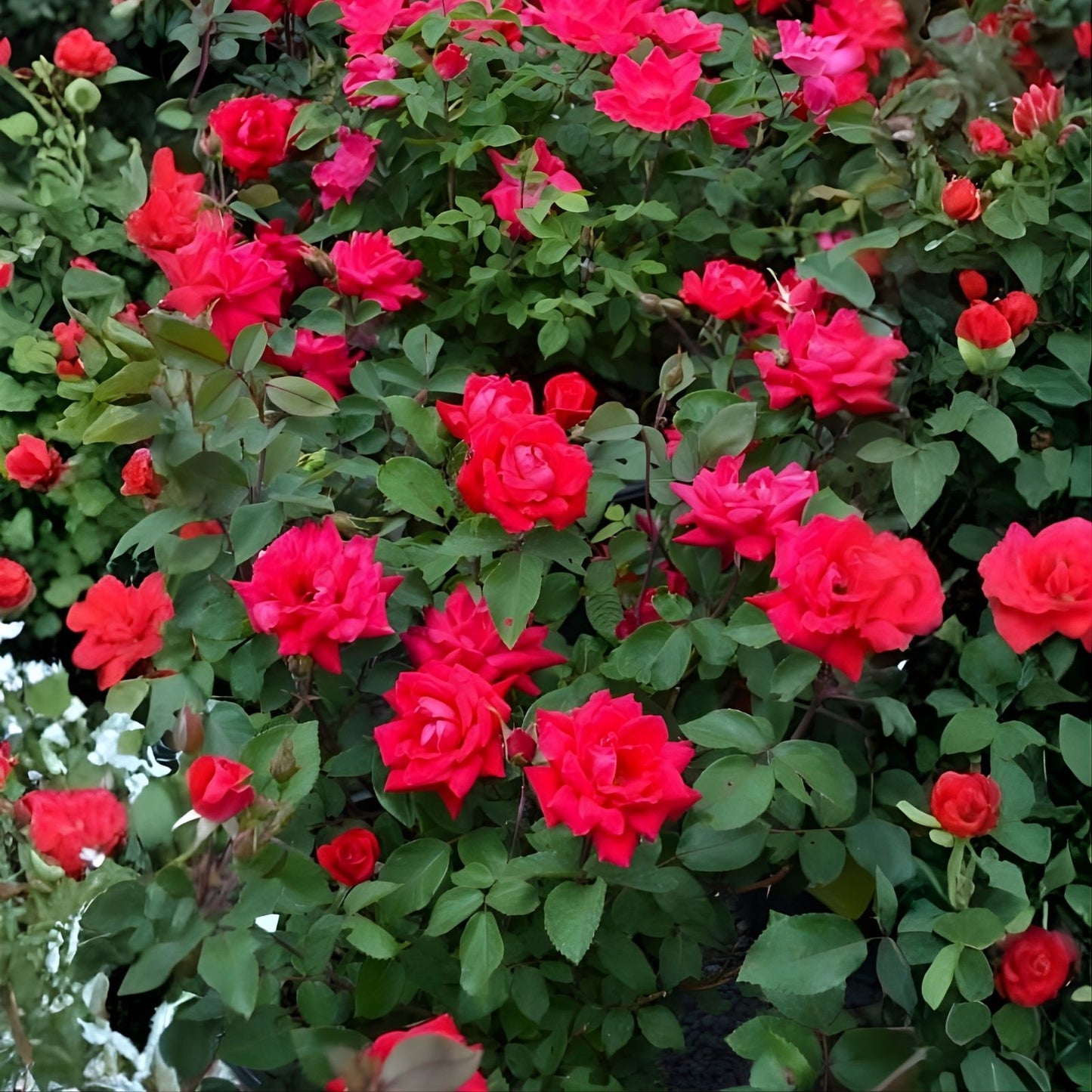 Knock Out Red Rose Bush Cuttings 6" Unrooted Live Flowering Shrub Rosa spp.