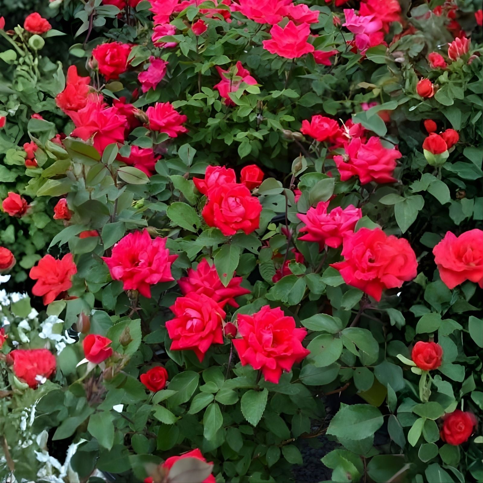 Knock Out Red Rose Bush Cuttings 6" Unrooted Live Flowering Shrub Rosa spp.