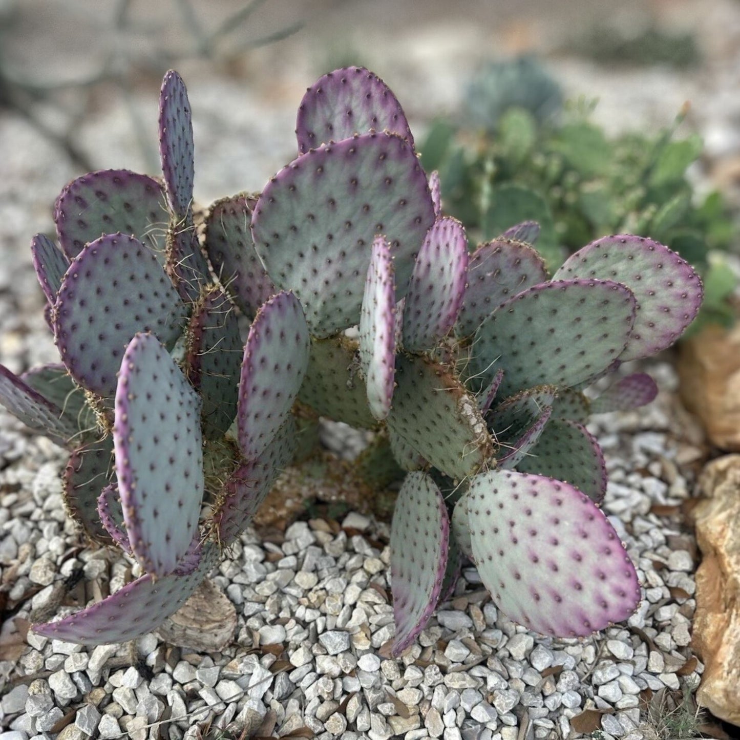 Large Opuntia Santa Rita Purple Prickly Pear Cactus Cuttings for Planting | Unique Desert Succulent | Opuntia Santa Rita Purple