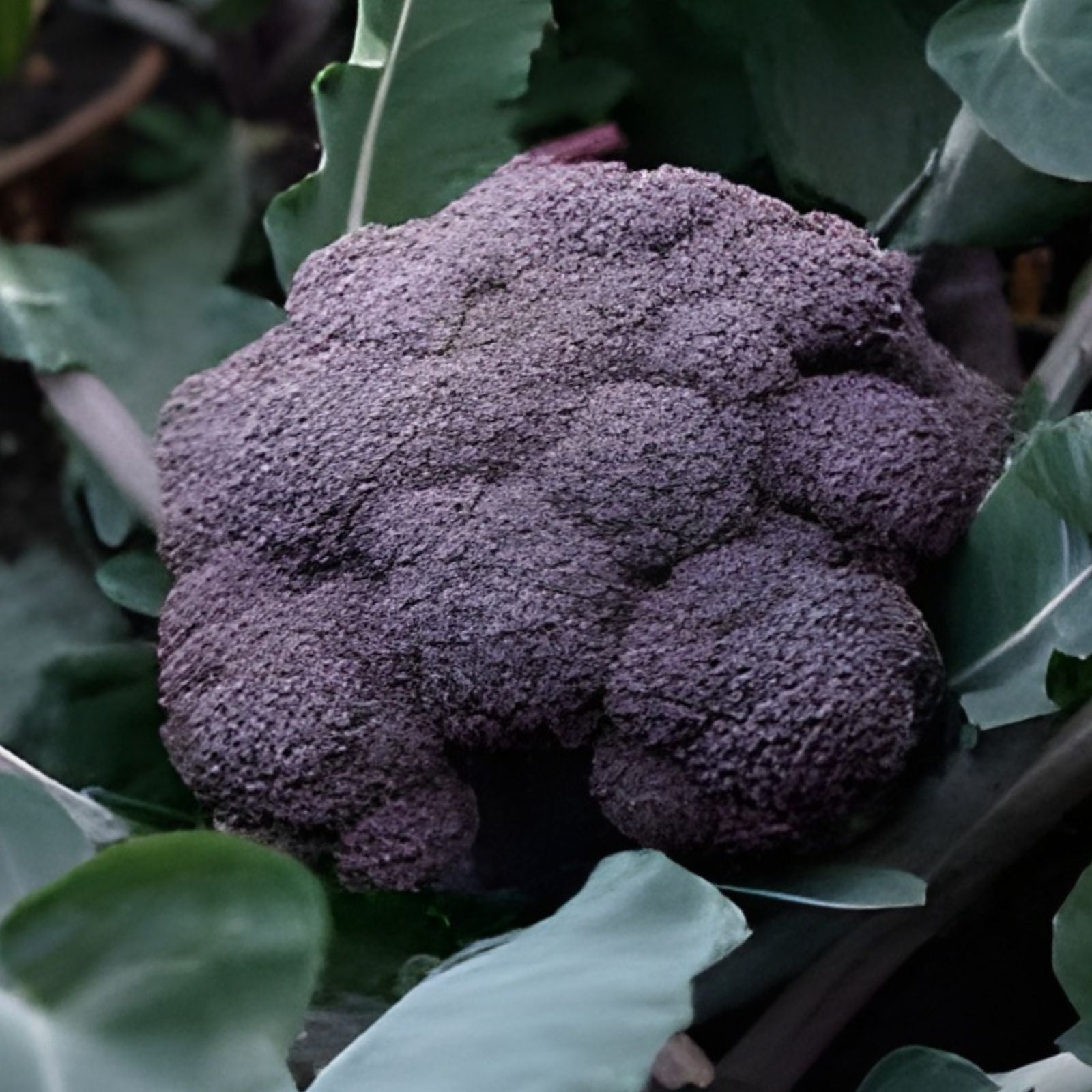 Burgundy Broccoli Seeds 25 Pack - Full Size Brassica oleracea var. italica Vegetable Seeds for Home Gardening