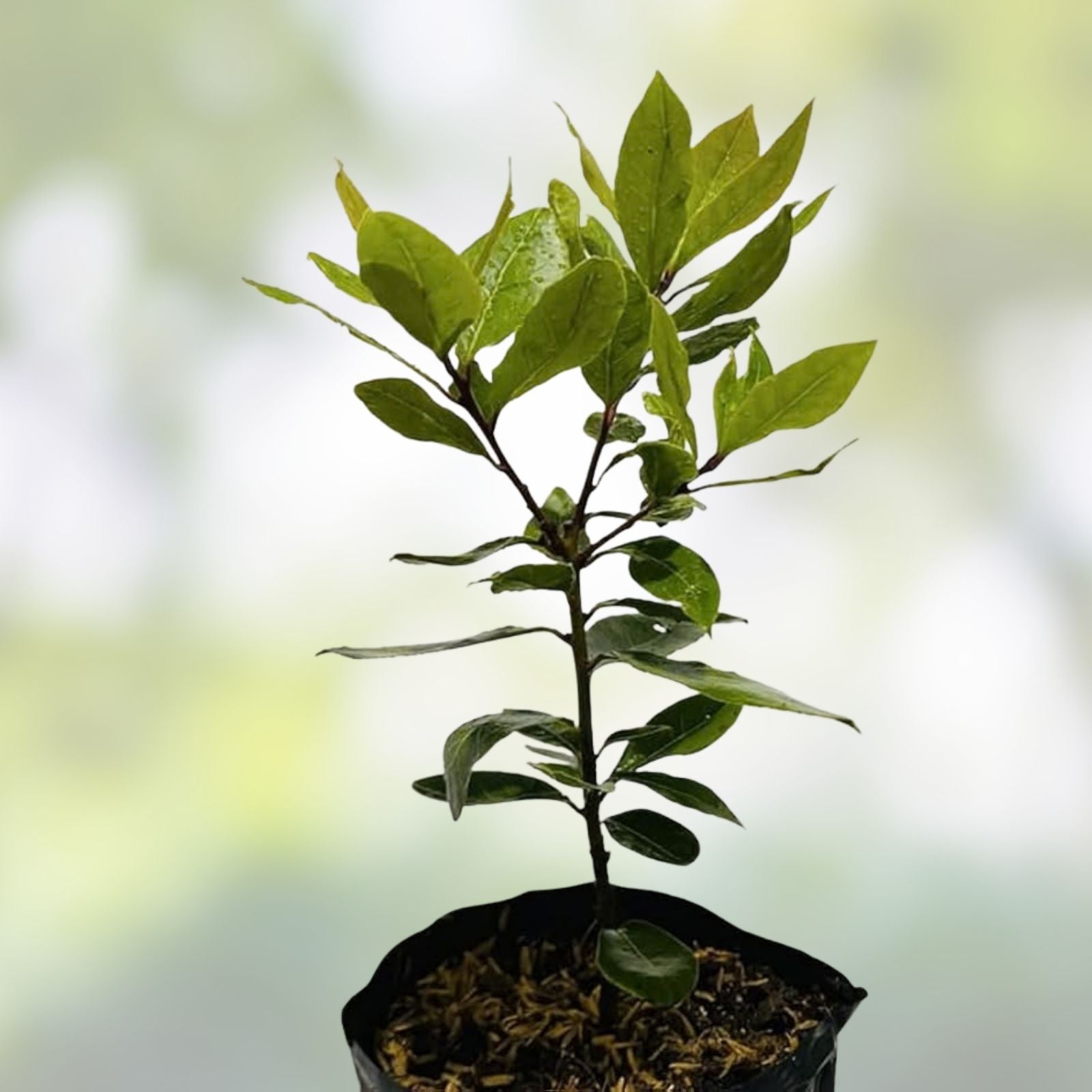 Bay Laurel Tree Cuttings - 5 Stem Propagation Set - Culinary Herb - Bay Leaf (Laurus nobilis)