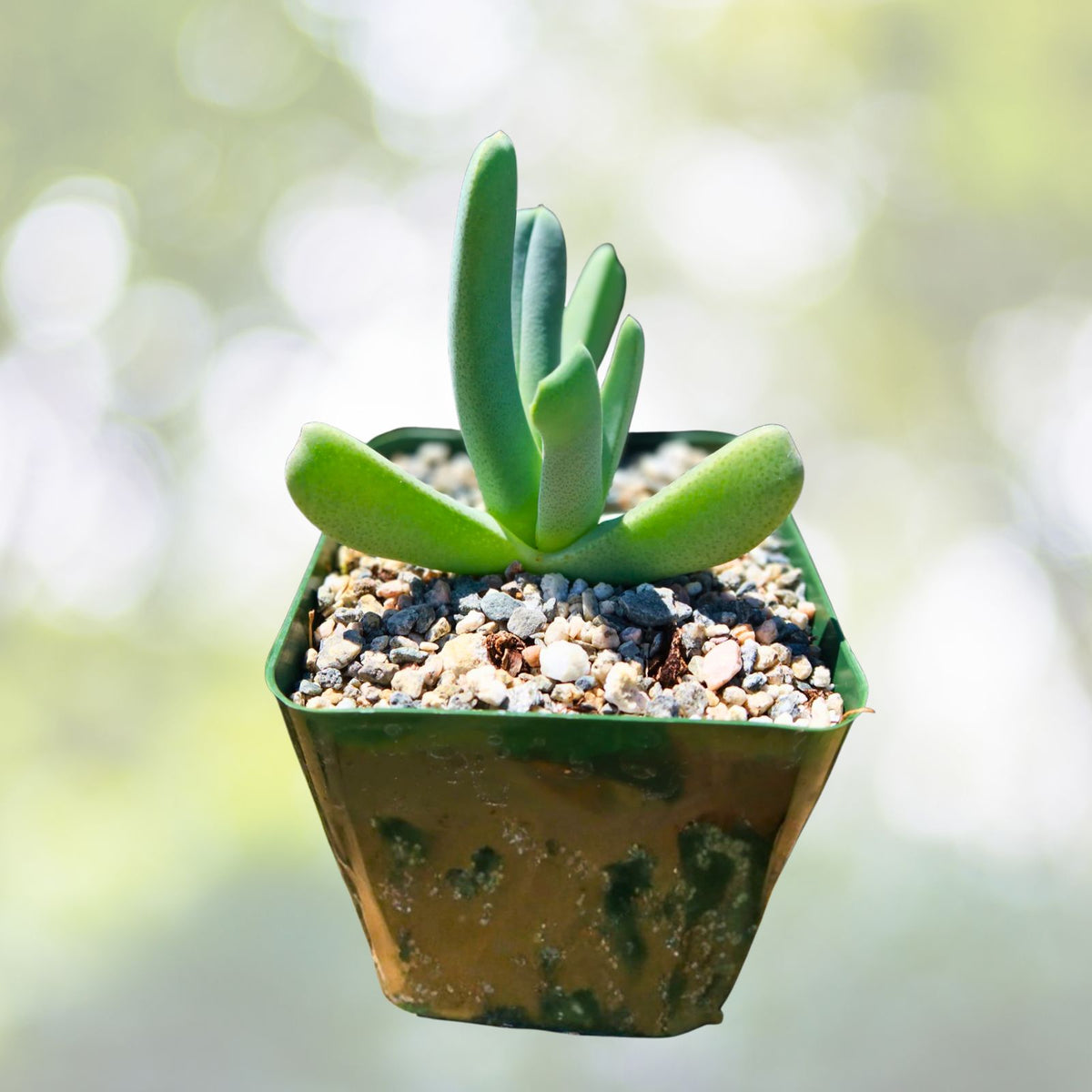 Lobster Claw Plant 4" Pot Cheiridopsis Candidissima Unique Succulent Claw-Like Foliage Drought-Tolerant Plant