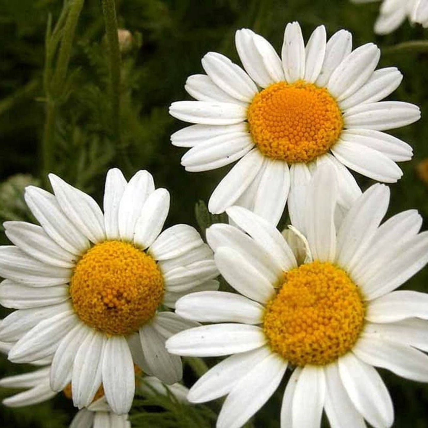 Roman Chamomile Seeds - 500 Pack for Easy Herb Gardening - Chamaemelum nobile - Culinary and Medicinal Herb Seeds