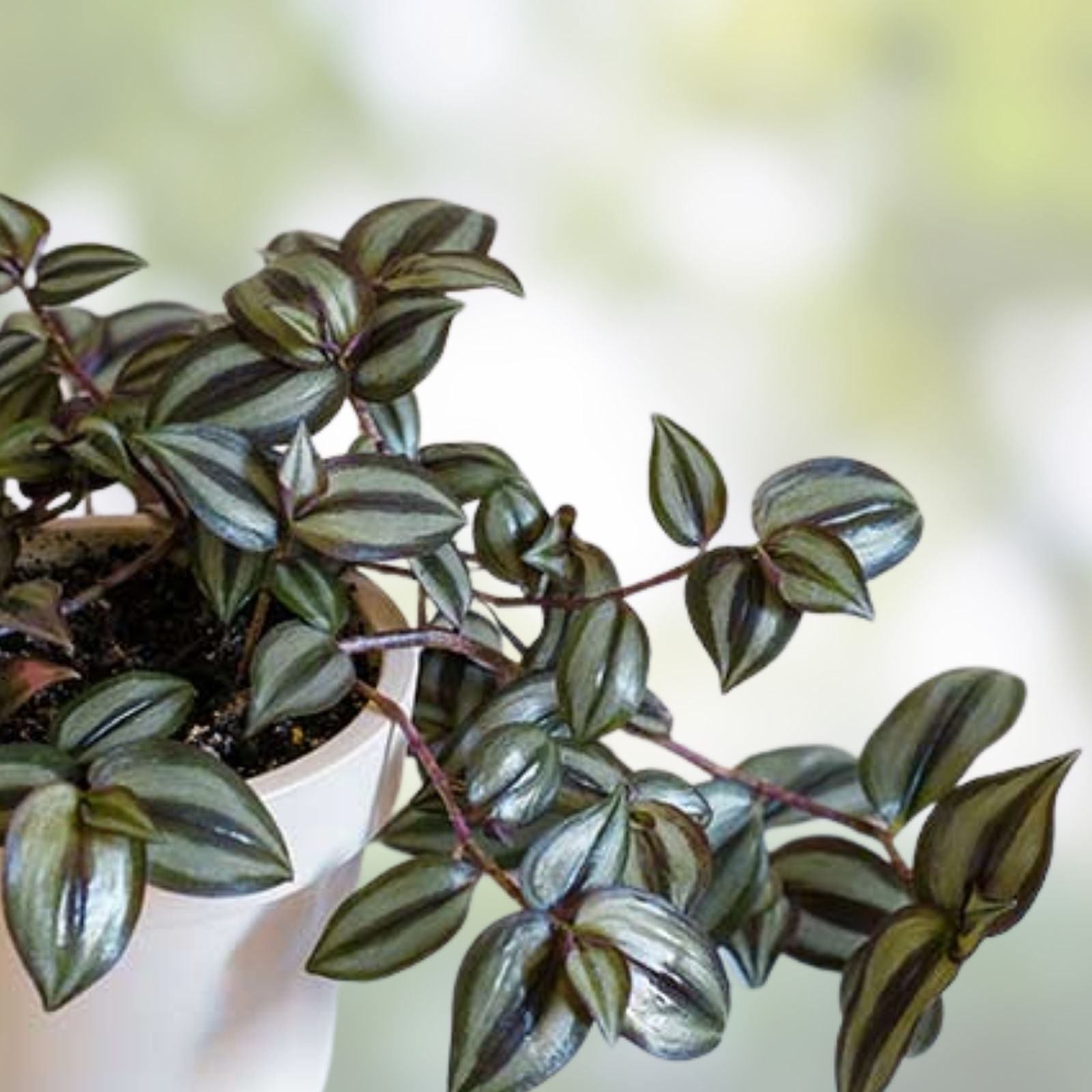 Wandering Jew Cuttings - 20 Fresh Green Tradescantia Stem Cuttings, No Roots, Houseplant Propagation Material