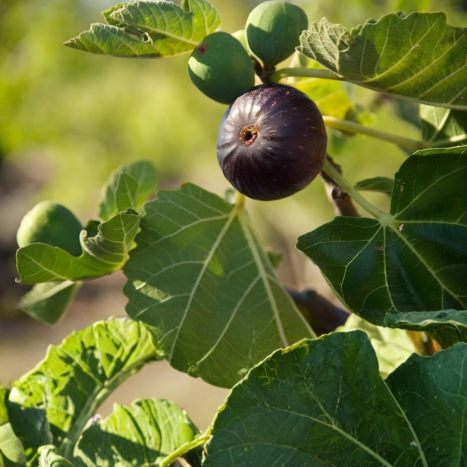 Longue D'Aout Fig Tree Cuttings Set, 5 Pcs, Large Fruits, Ficus carica, Edible Fig Plant Propagation