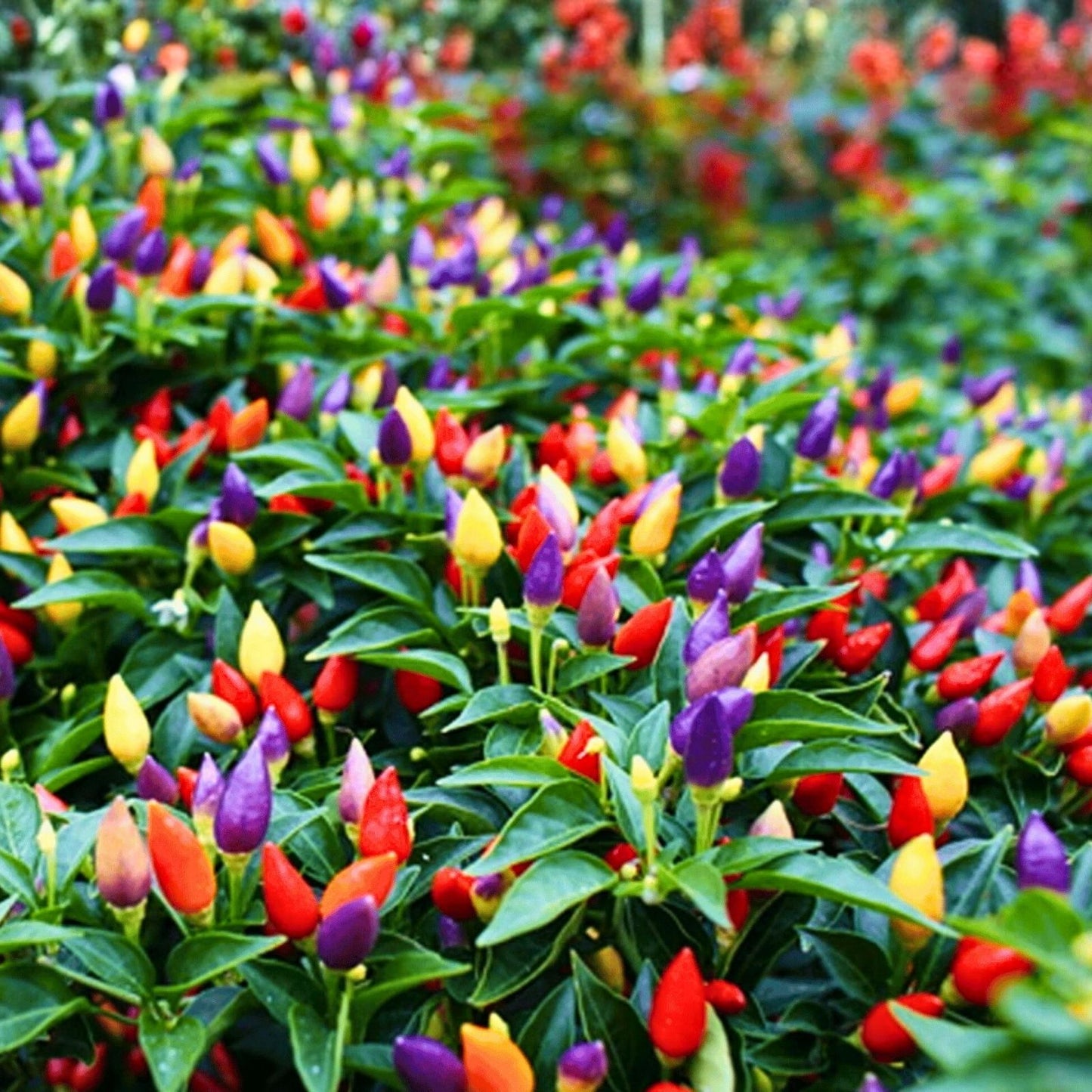 Pepper Vegetable Seeds 45 Count Non-GMO Capsicum annuum Garden Seeds for Planting - Heirloom Variety