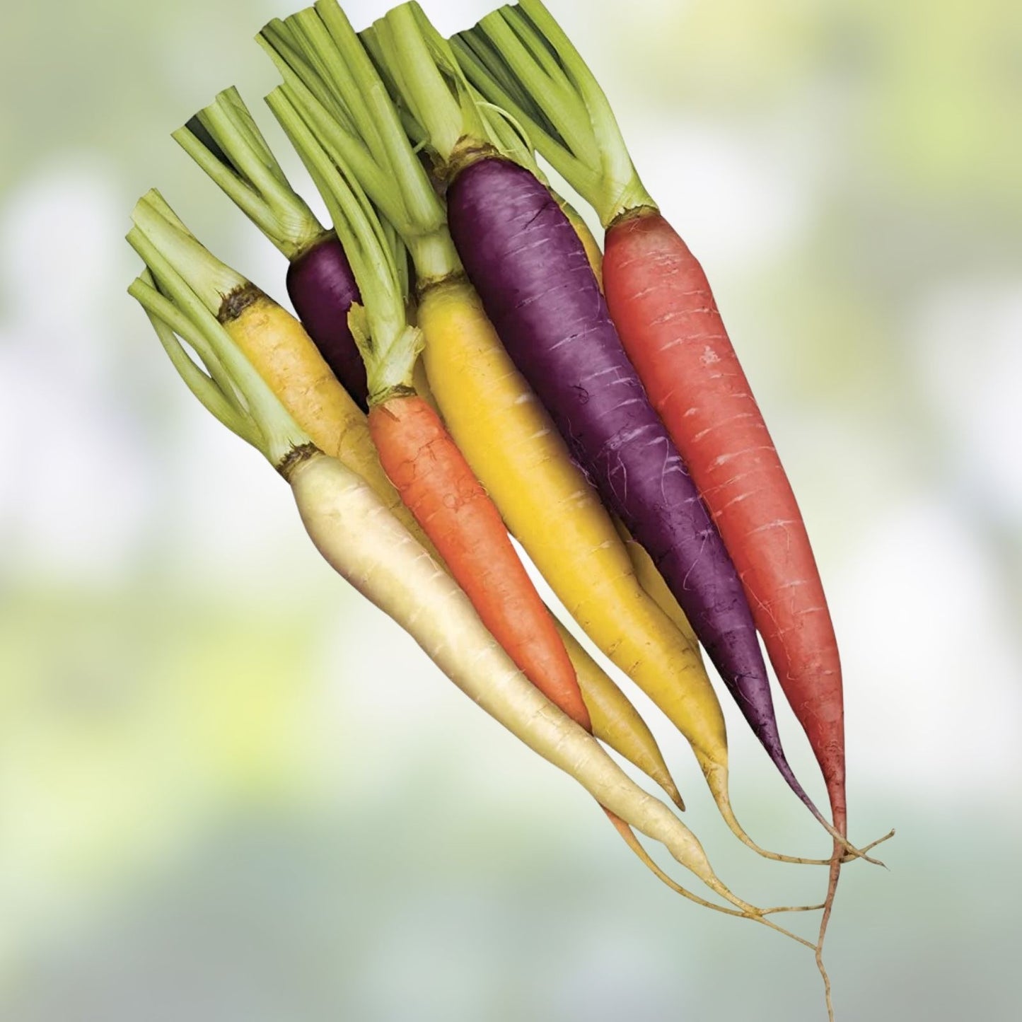 Rainbow Carrot Seeds 750 Count | Non-GMO Heirloom Vegetable Seeds | Daucus carota