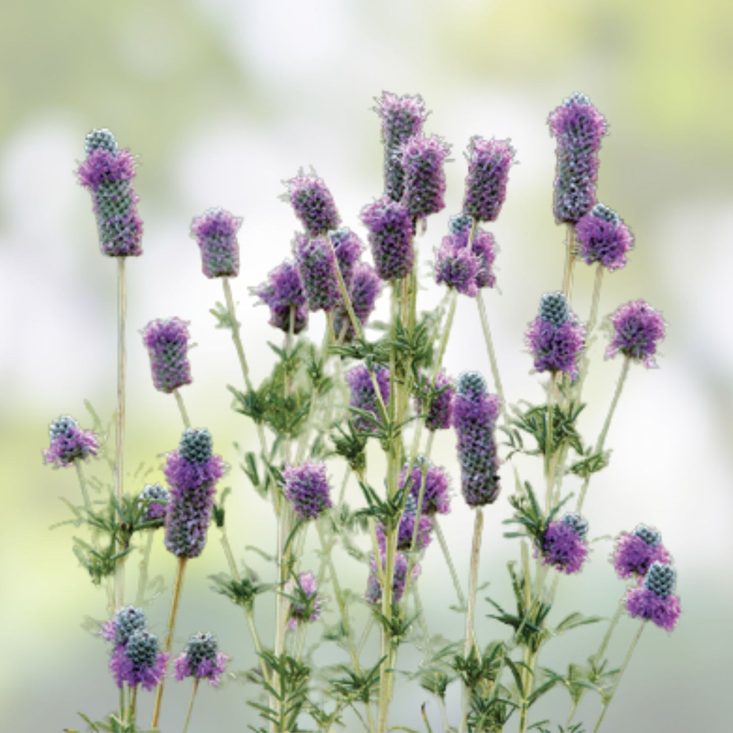 Purple Prairie Clover Seeds - 50 Count - Native Wildflower for Pollinator Gardens and Landscaping - Dalea purpurea