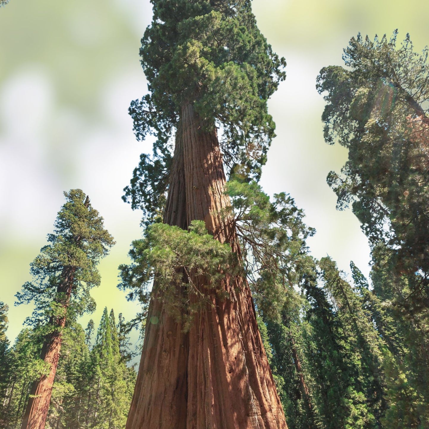 Redwood Sequoia Tree Seeds - 25 Seeds for Bonsai - Sequoiadendron giganteum - Ships from USA