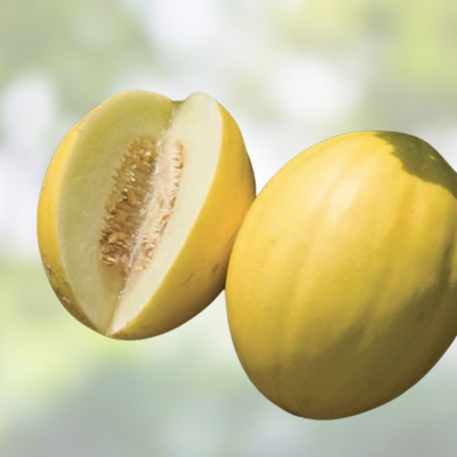 Coconut Melon Seeds for Planting - 10 Pack - Lambkin Melons - Cucumis melo Fruit Seeds for Garden, Vegetable, and Fruit Growing