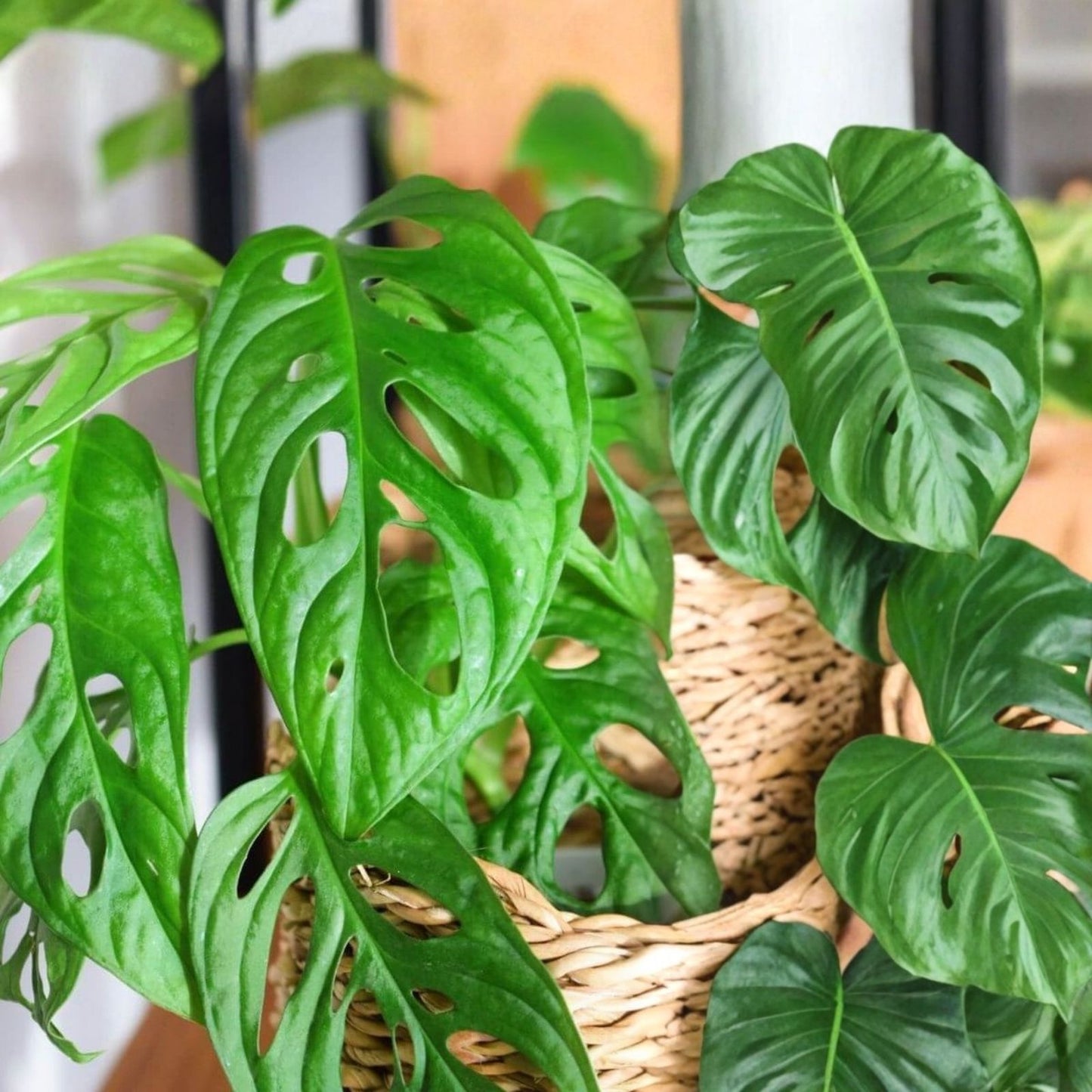 Monstera Adansonii Cuttings 3 Nodes Swiss Cheese Plant Unrooted Wide Form Tropical Houseplant
