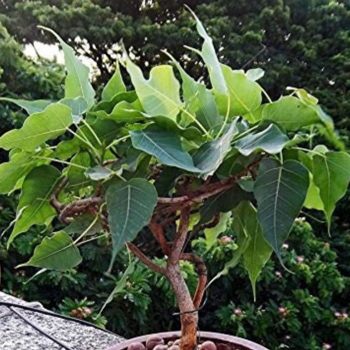 Sacred Fig Bonsai Tree Seeds – 25+ Ficus Religiosa Seeds for Gardening and Planting – Sacred Ficus Tree for Indoor and Outdoor Growth