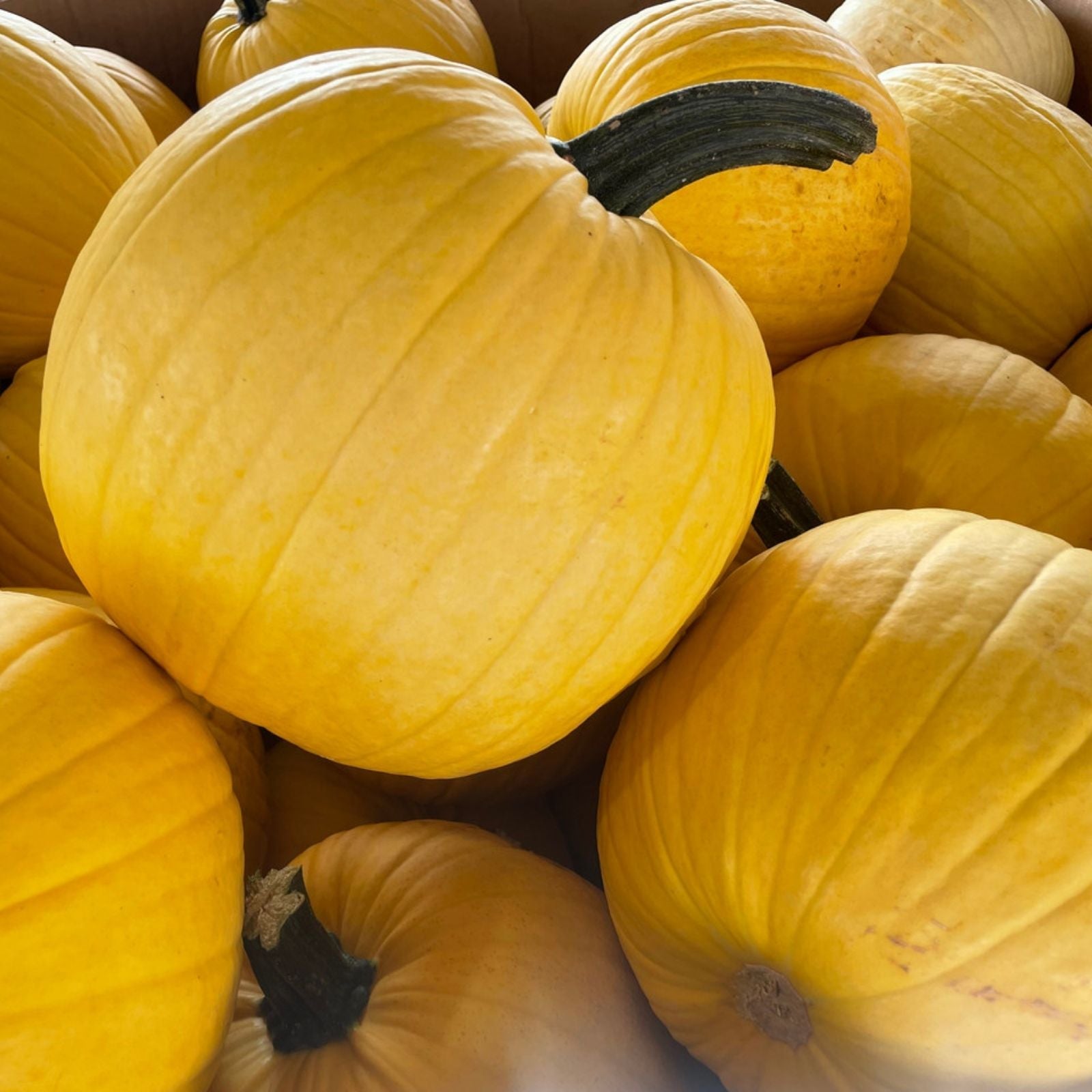 Organic Mellow Yellow Pumpkin Seeds 10 Pack USA Grown for Home Gardening, Heirloom, Non-GMO, Edible Seeds