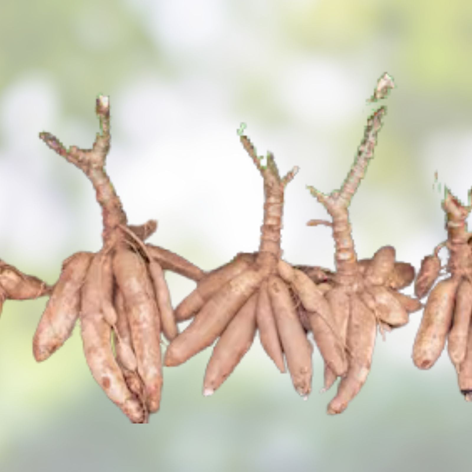 Cassava Cuttings 8" Red Yuca Manihot - Ready to Plant 3-BlG Cutting for Root Crop Cultivation