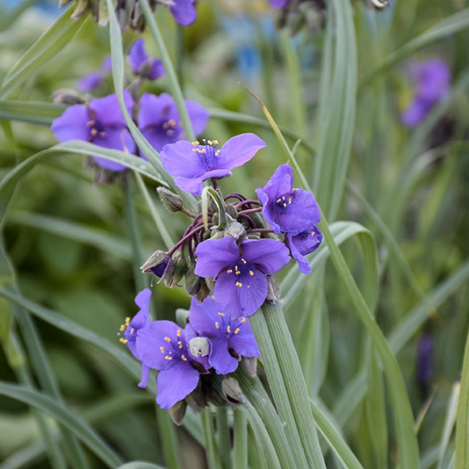 Tradescantia Plant - Concord Grape Variety - Hardy Perennial with Purple Flowers - Spiderwort (Tradescantia spp.)