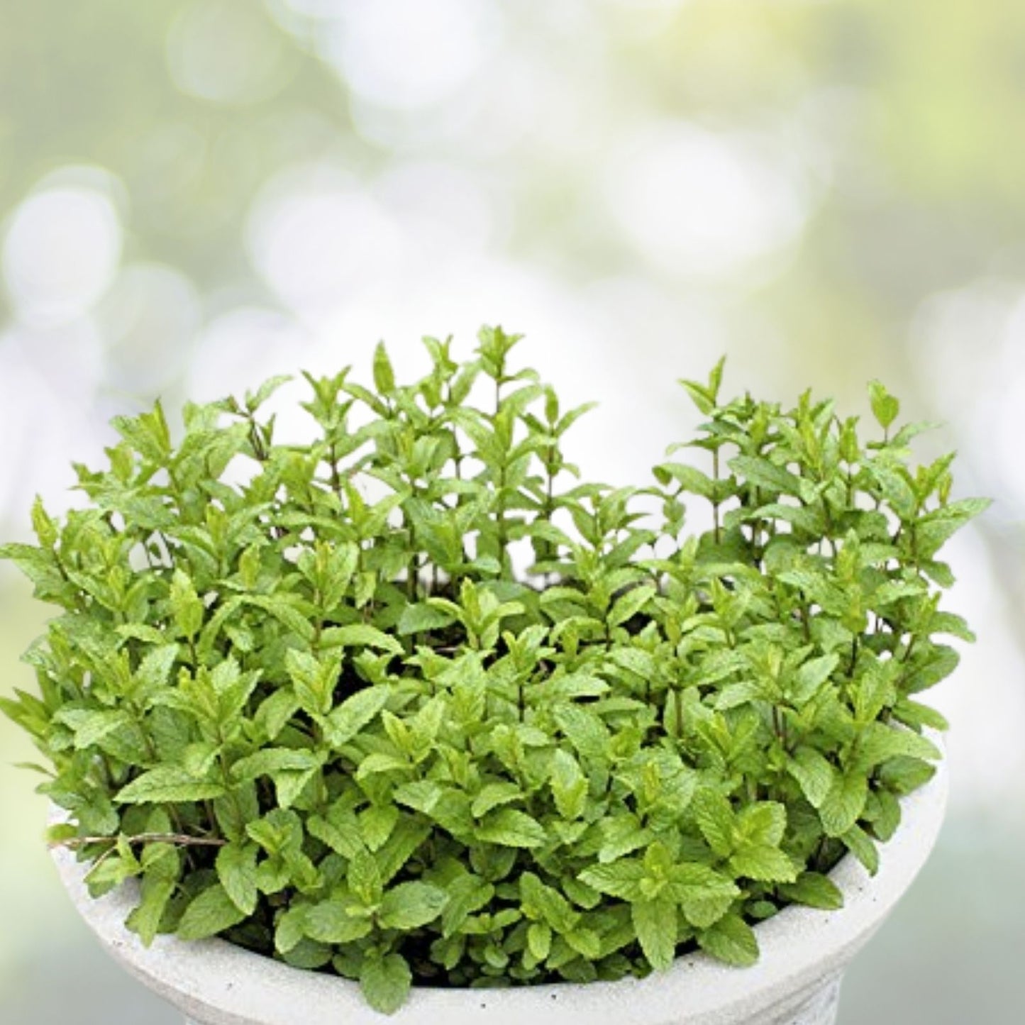 Spearmint Seeds - 100+ Premium Mentha spicata Seeds - Aromatic Herb for Garden - Free Shipping US Seller