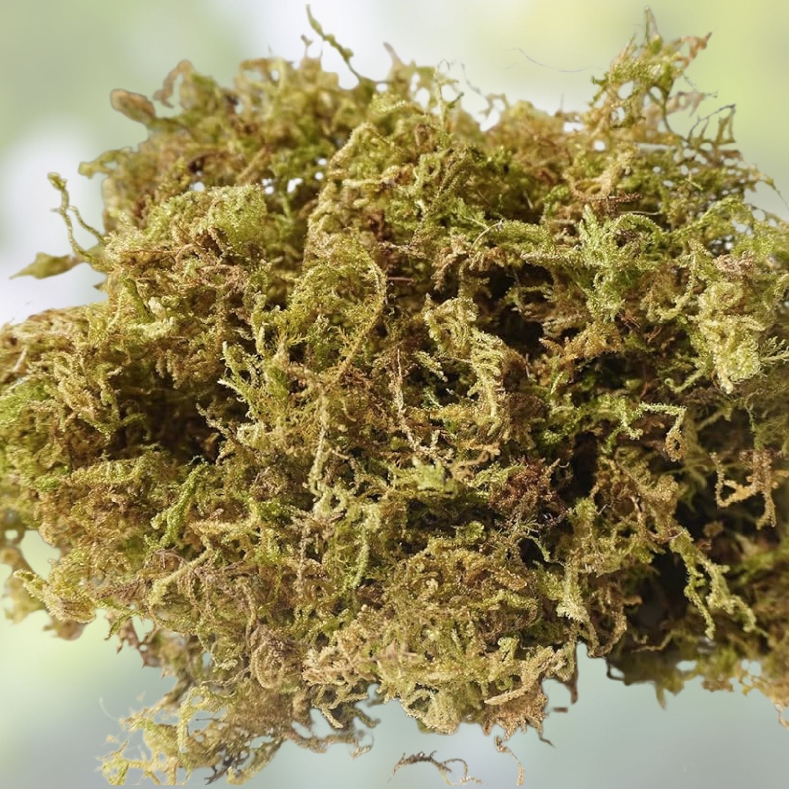 Natural Orchid Moss 7 Oz Soilless Potting Soil for Orchids and Seedlings Organic Eco-Friendly